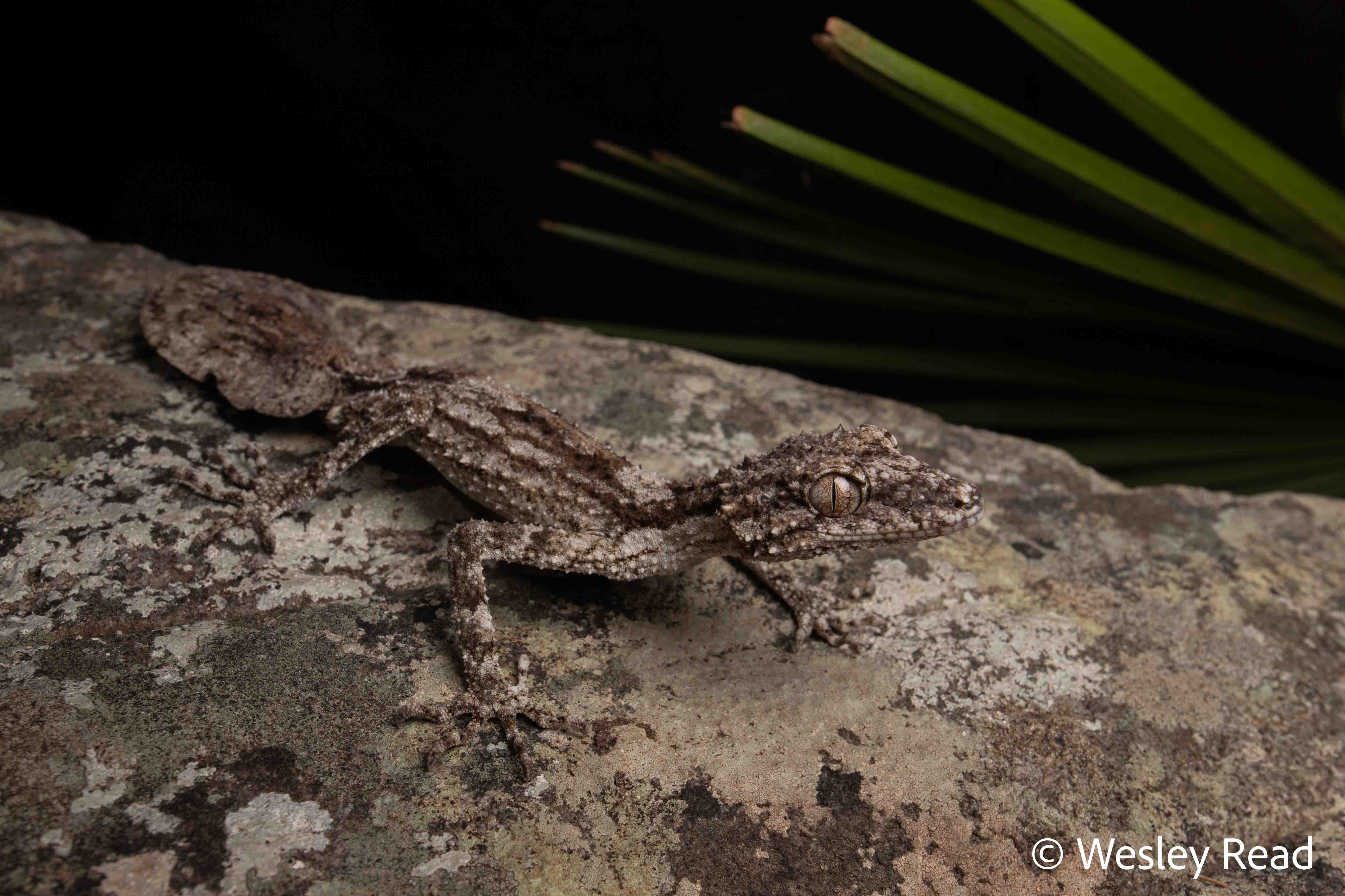 Saltuarius salebrosus