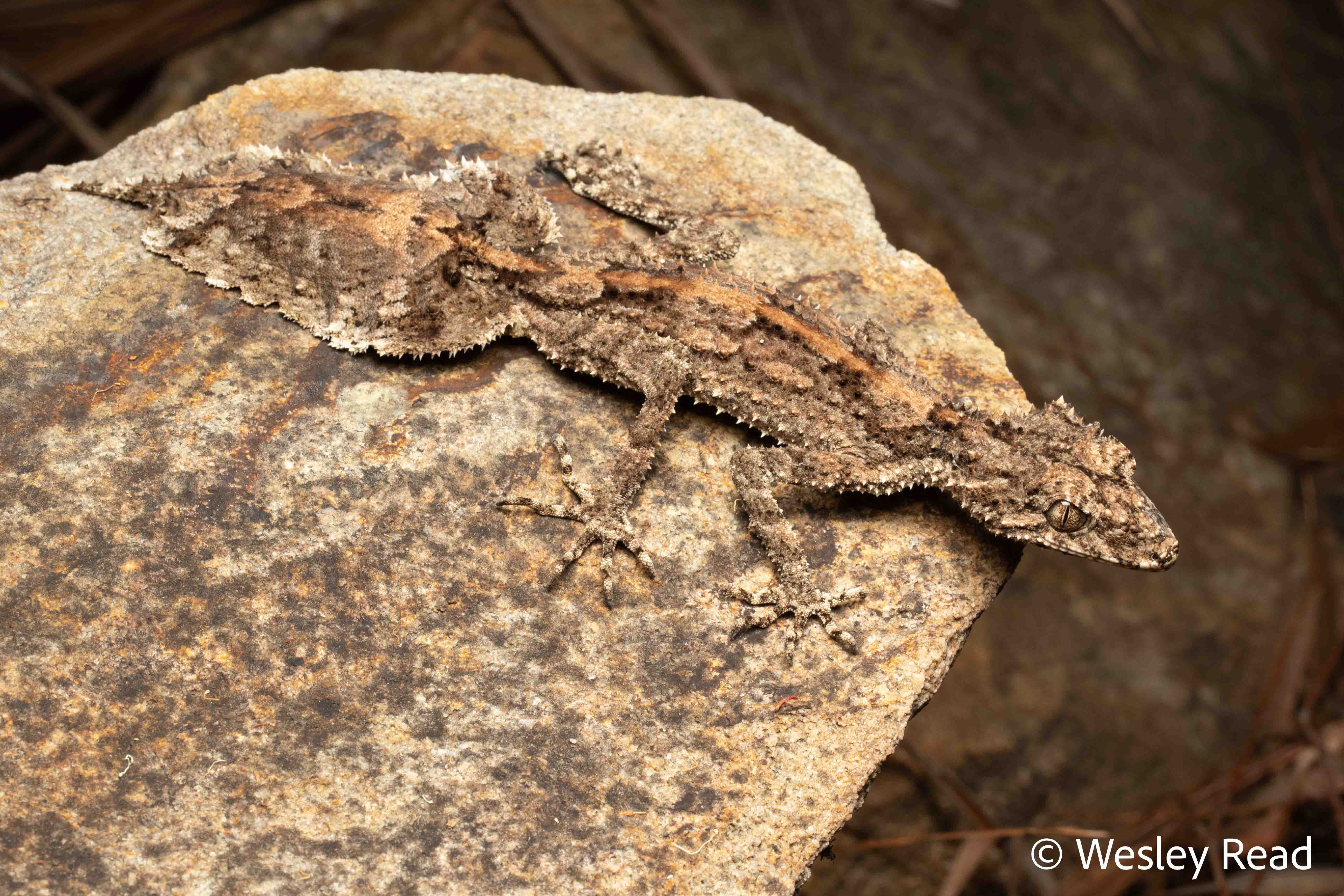 Saltuarius salebrosus