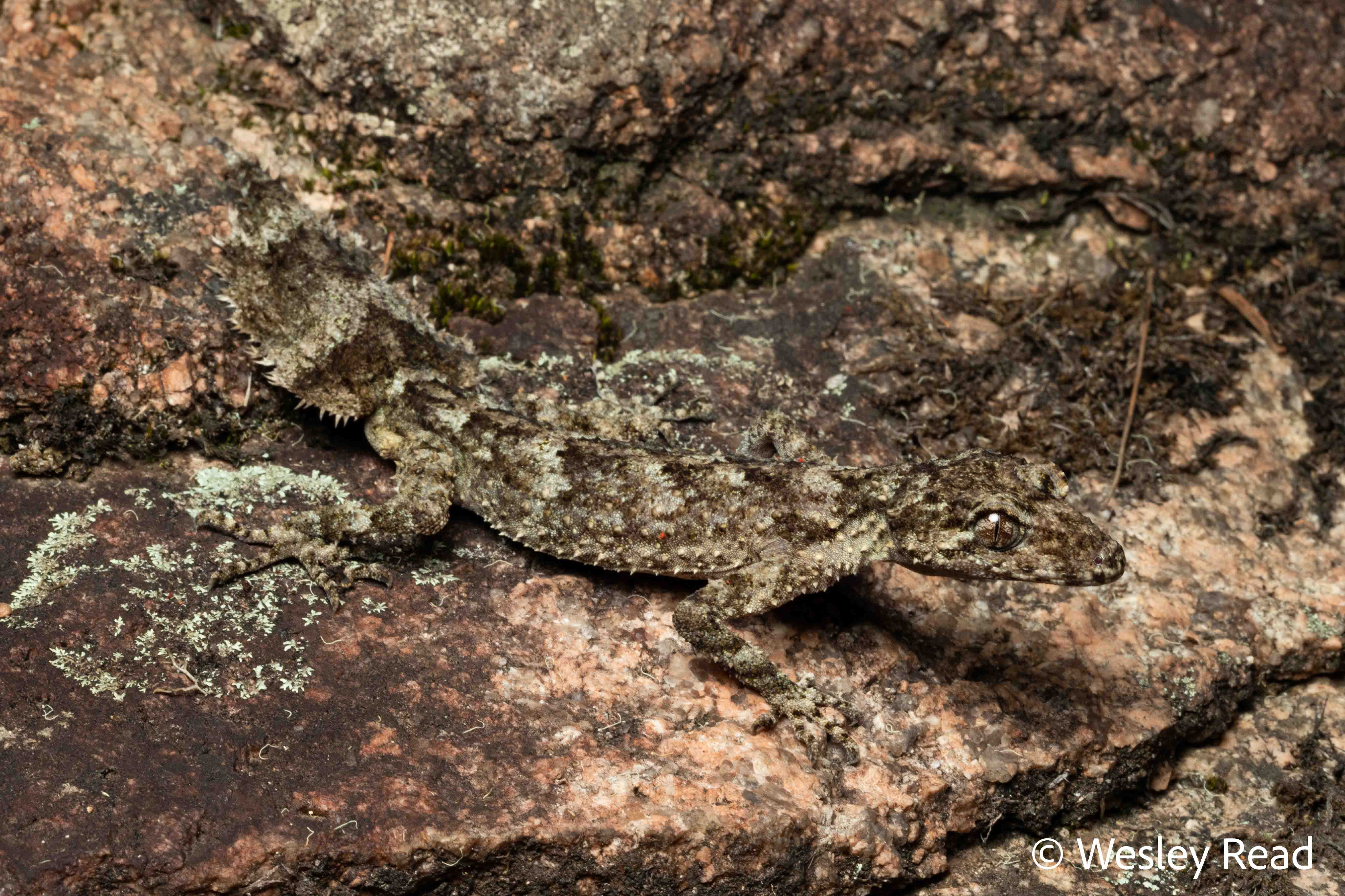 Saltuarius wyberba