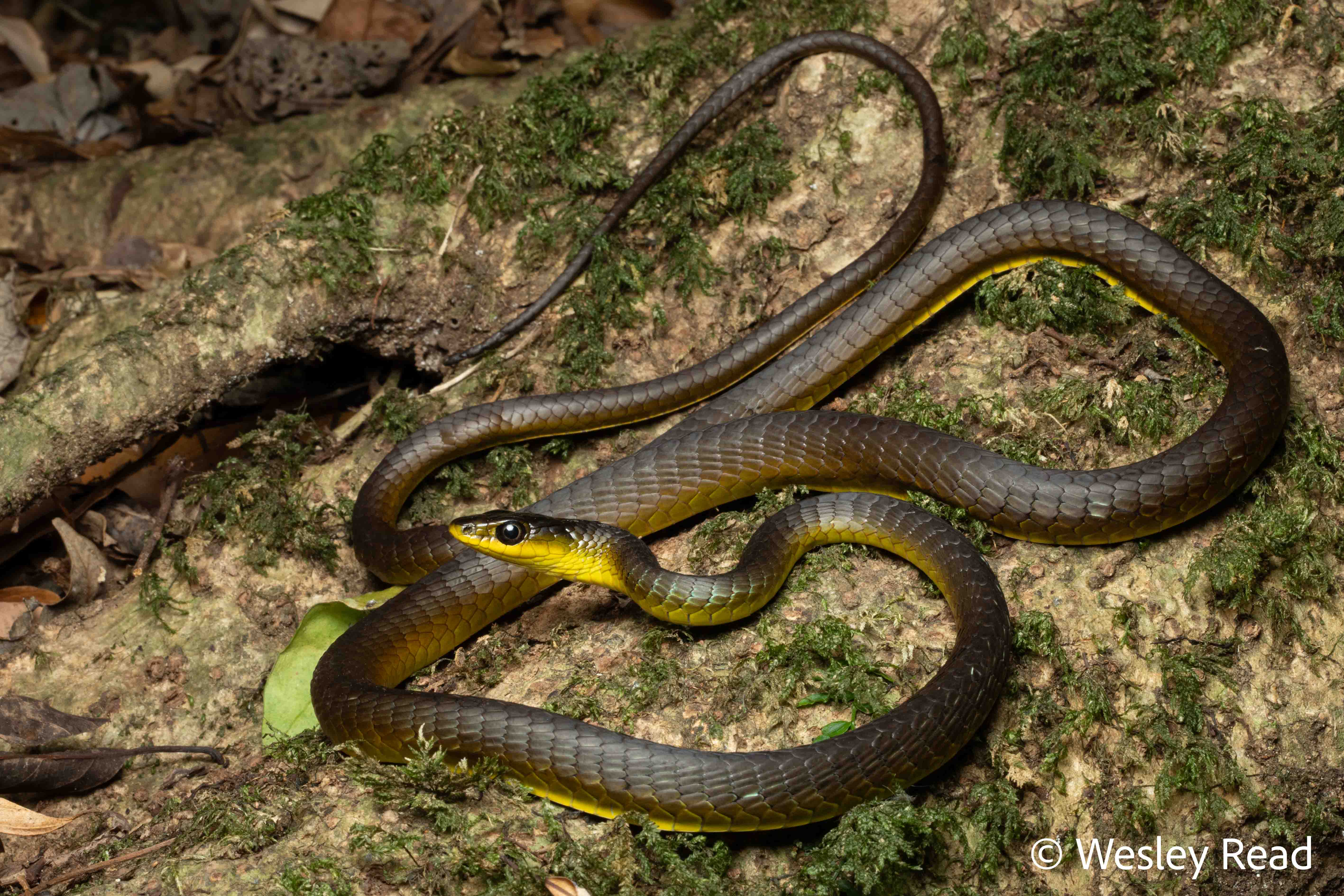 Dendrelaphis punctulatus
