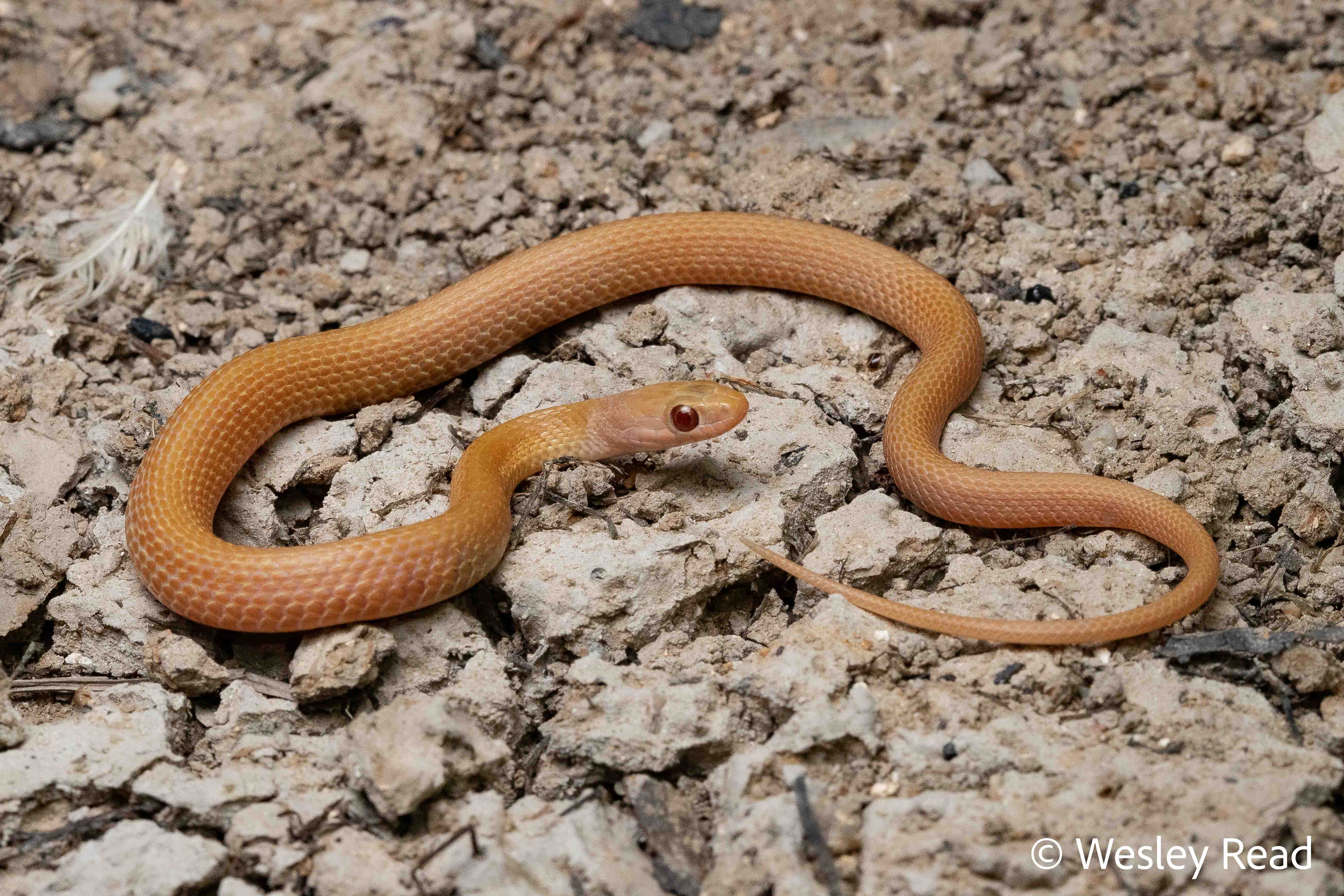 Tropidonophis mairii