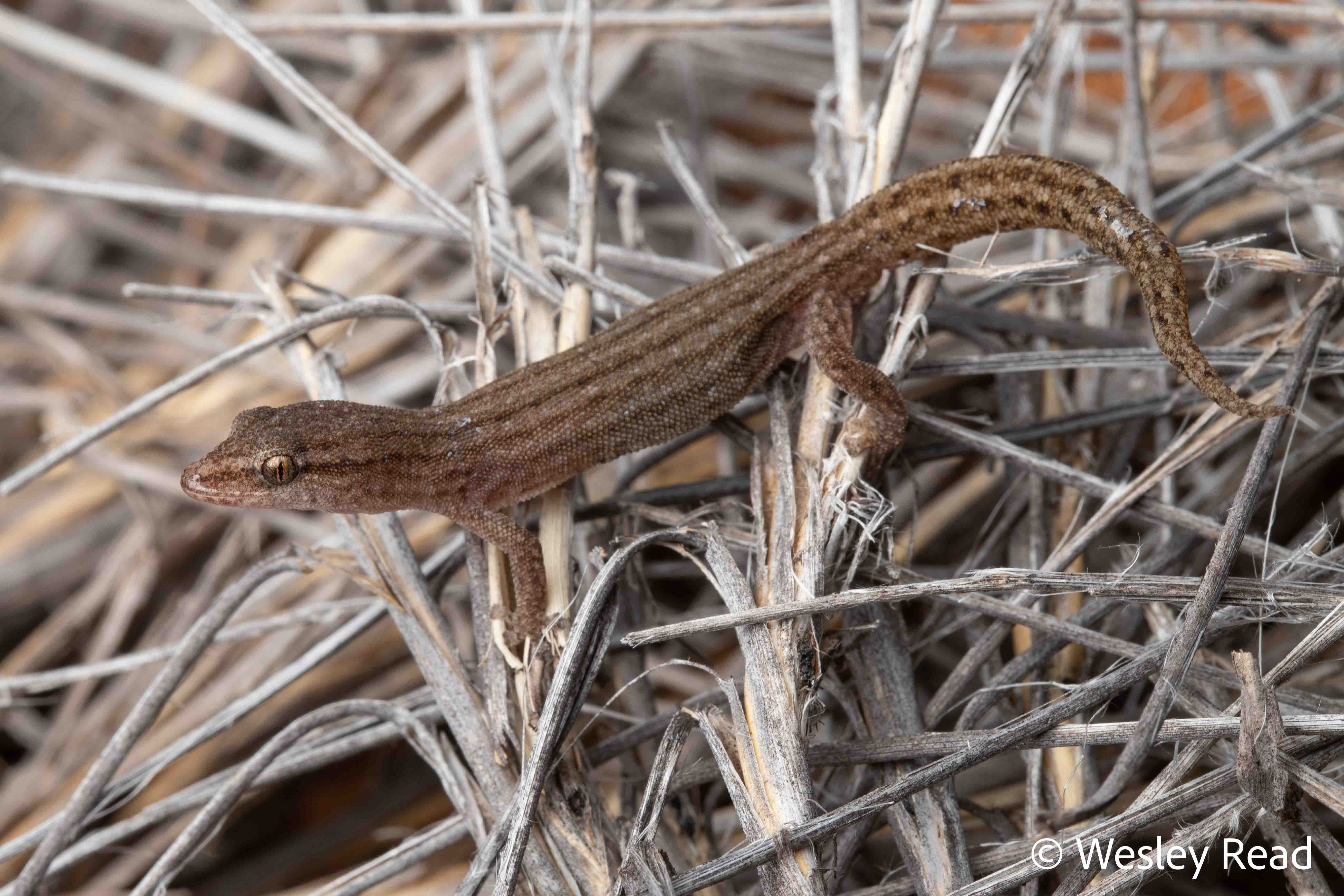Crenadactylus horni
