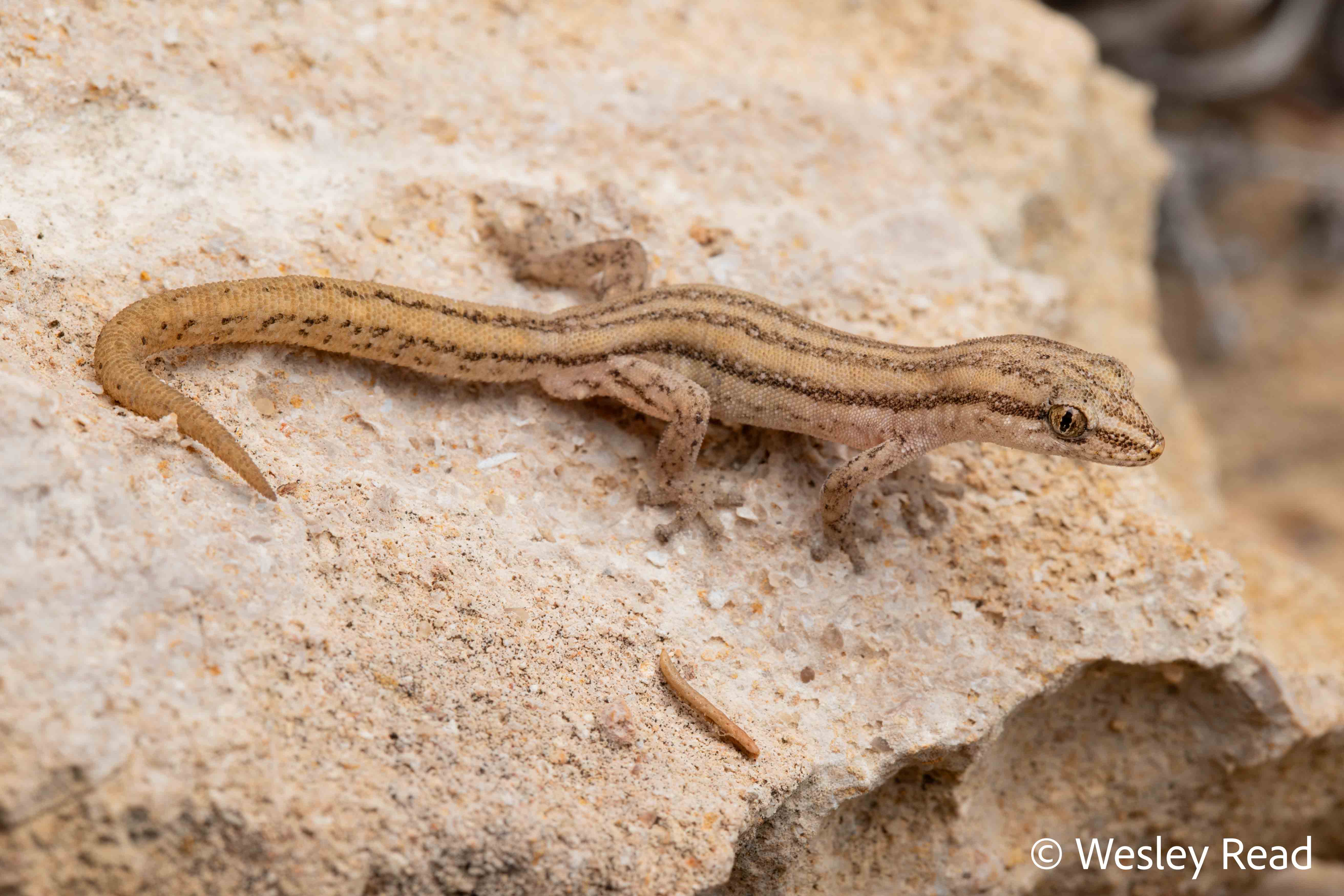Crenadactylus occidentalis