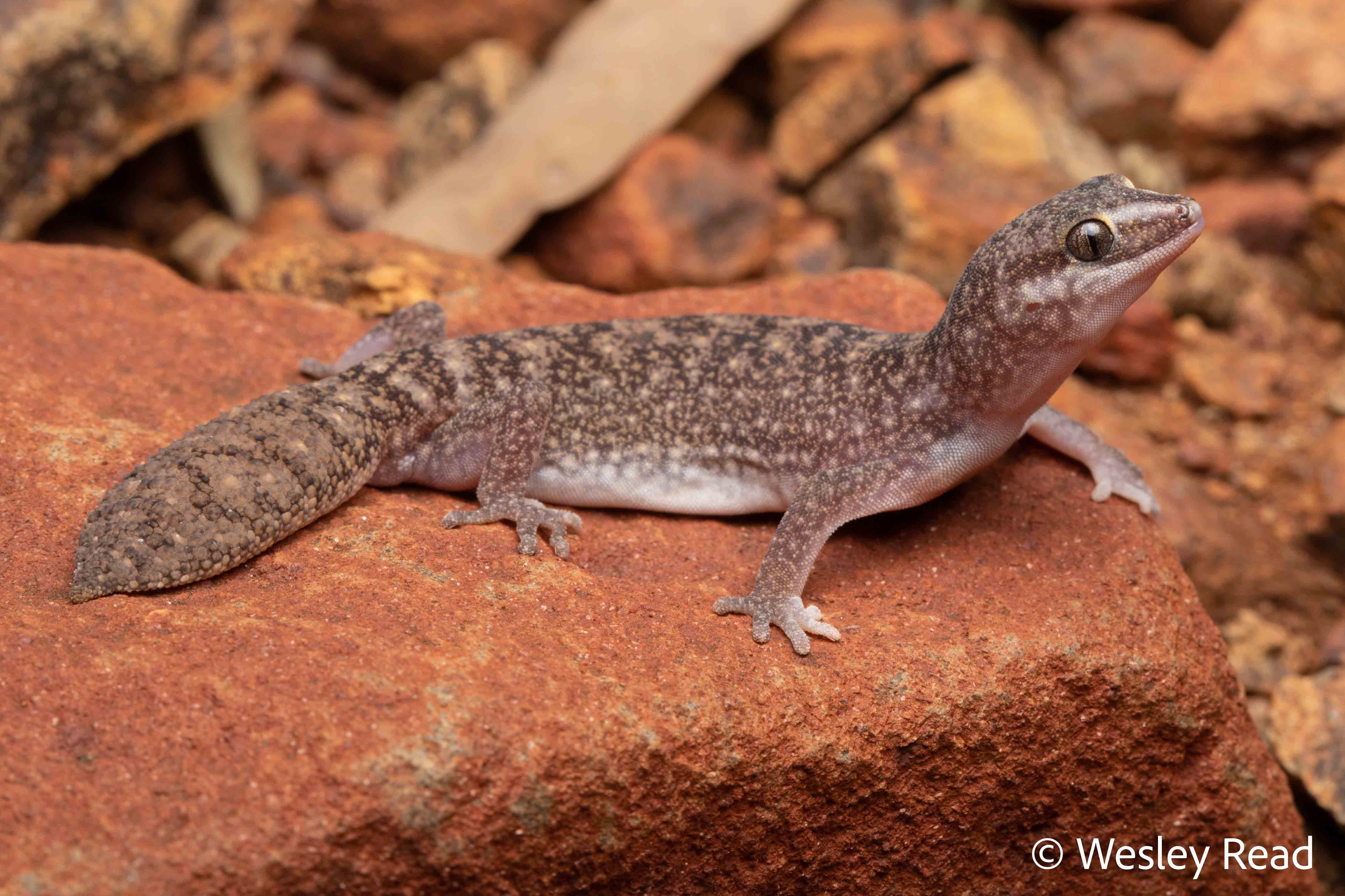 Diplodactylus bilybara