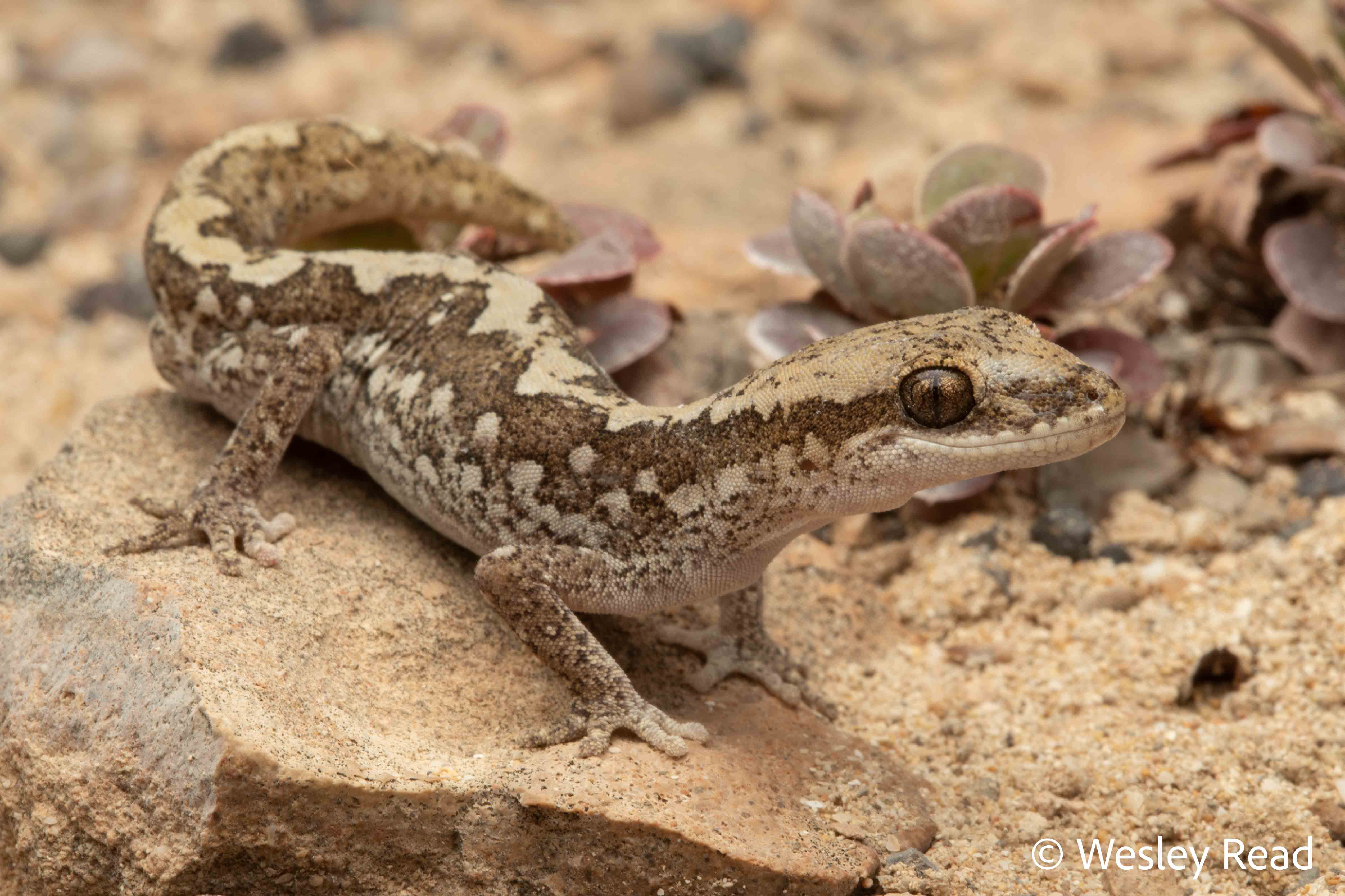 Diplodactylus calcicolus