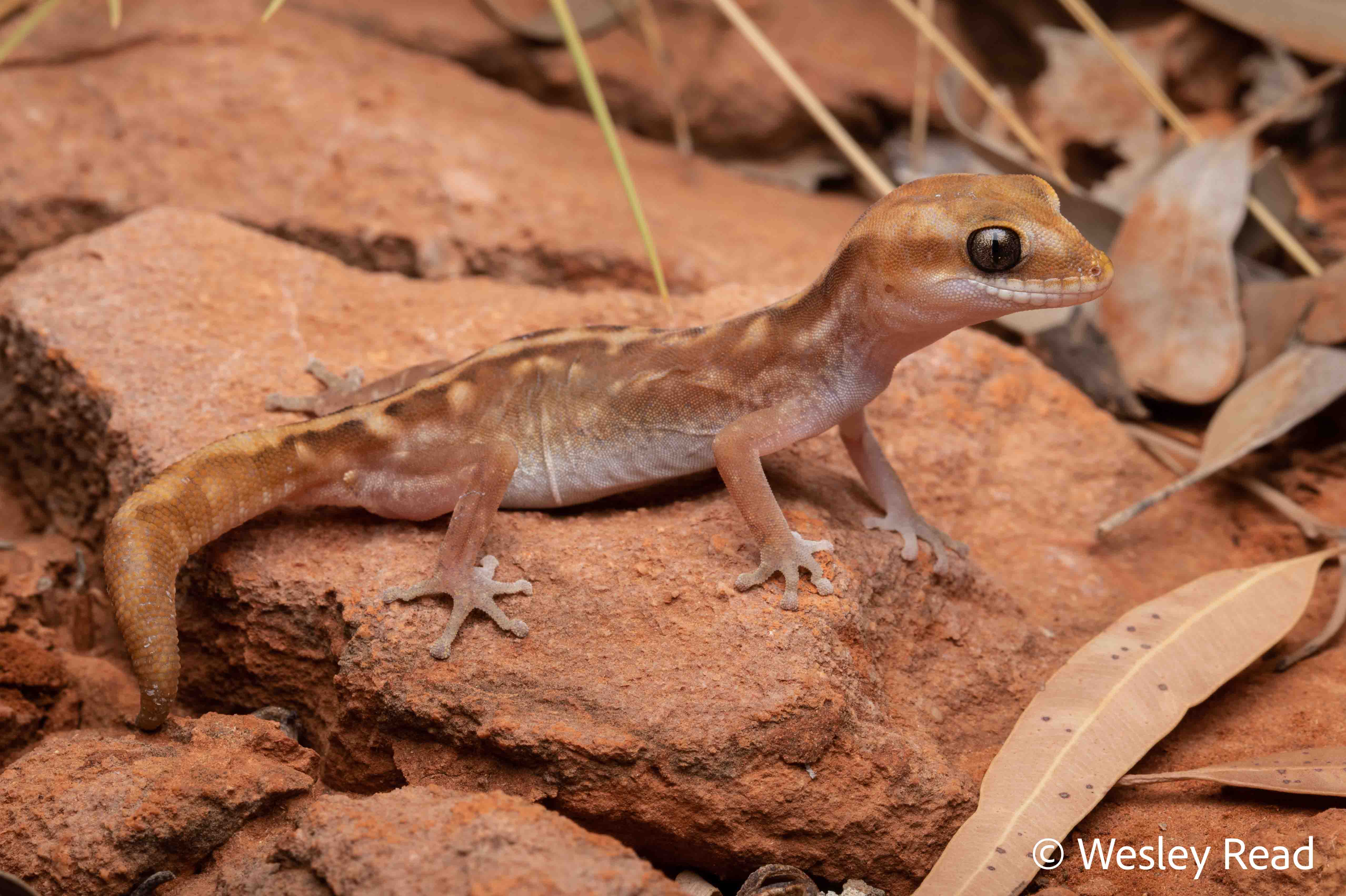 Diplodactylus capensis