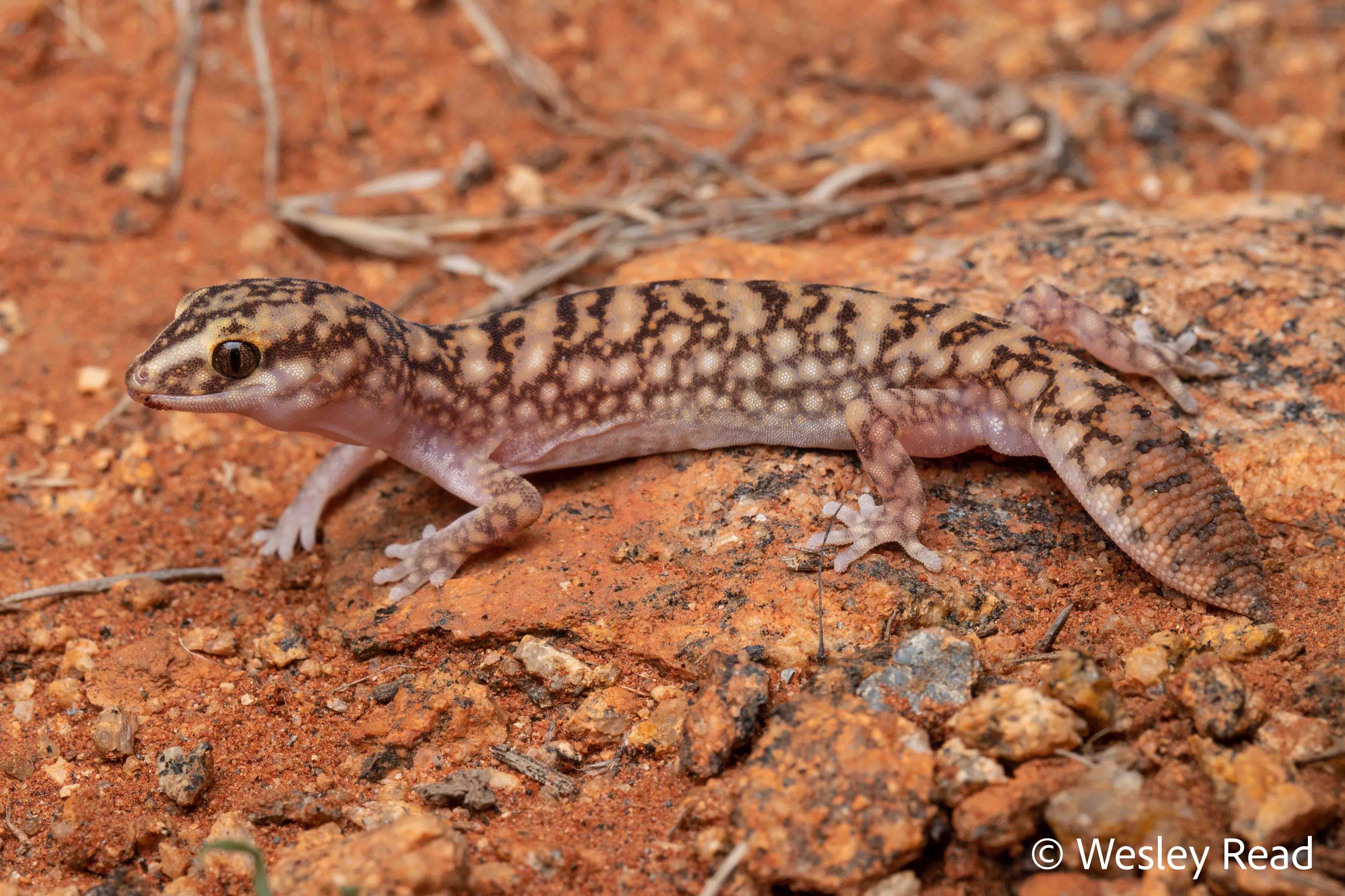 Diplodactylus conspicillatus