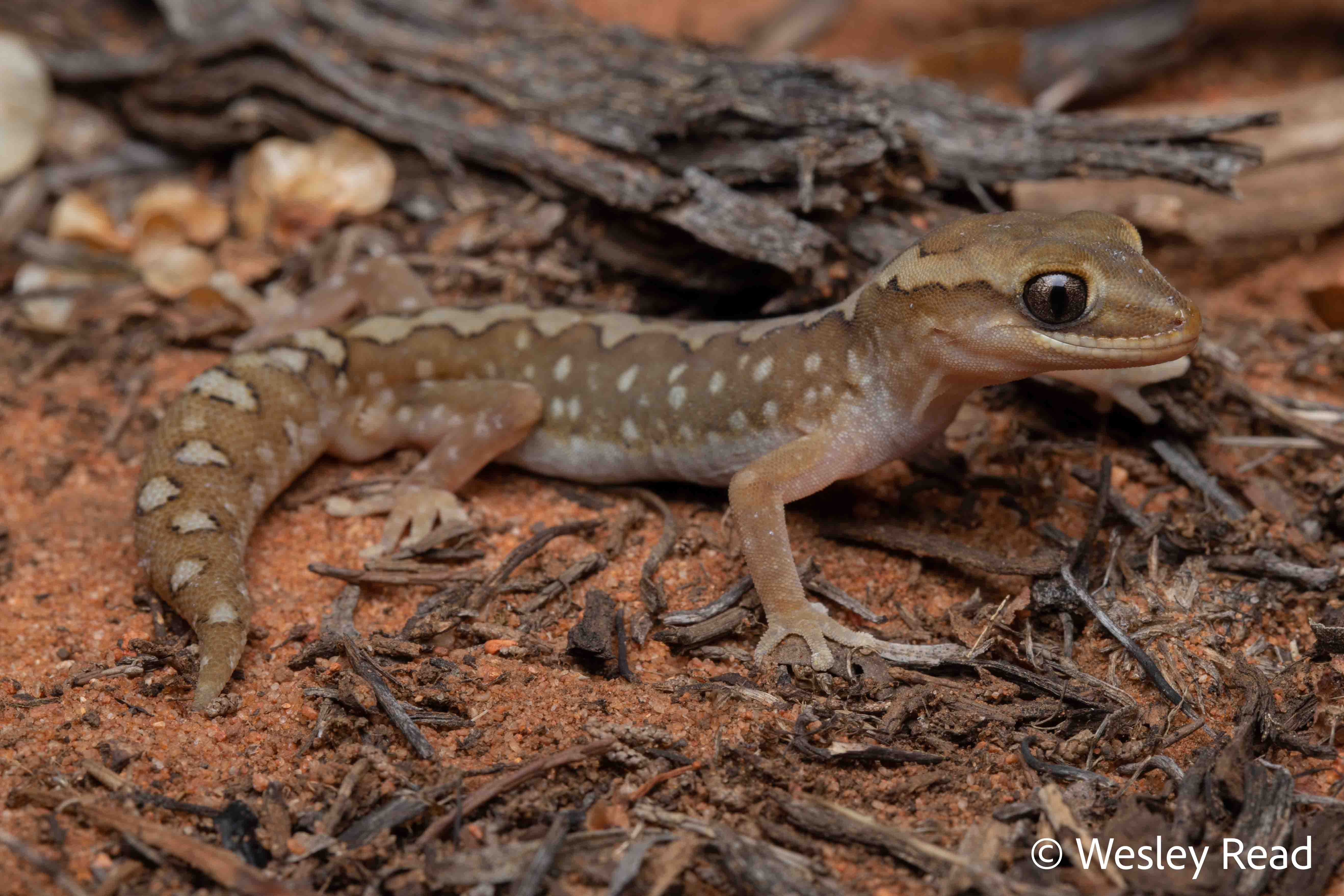 Diplodactylus furcosus
