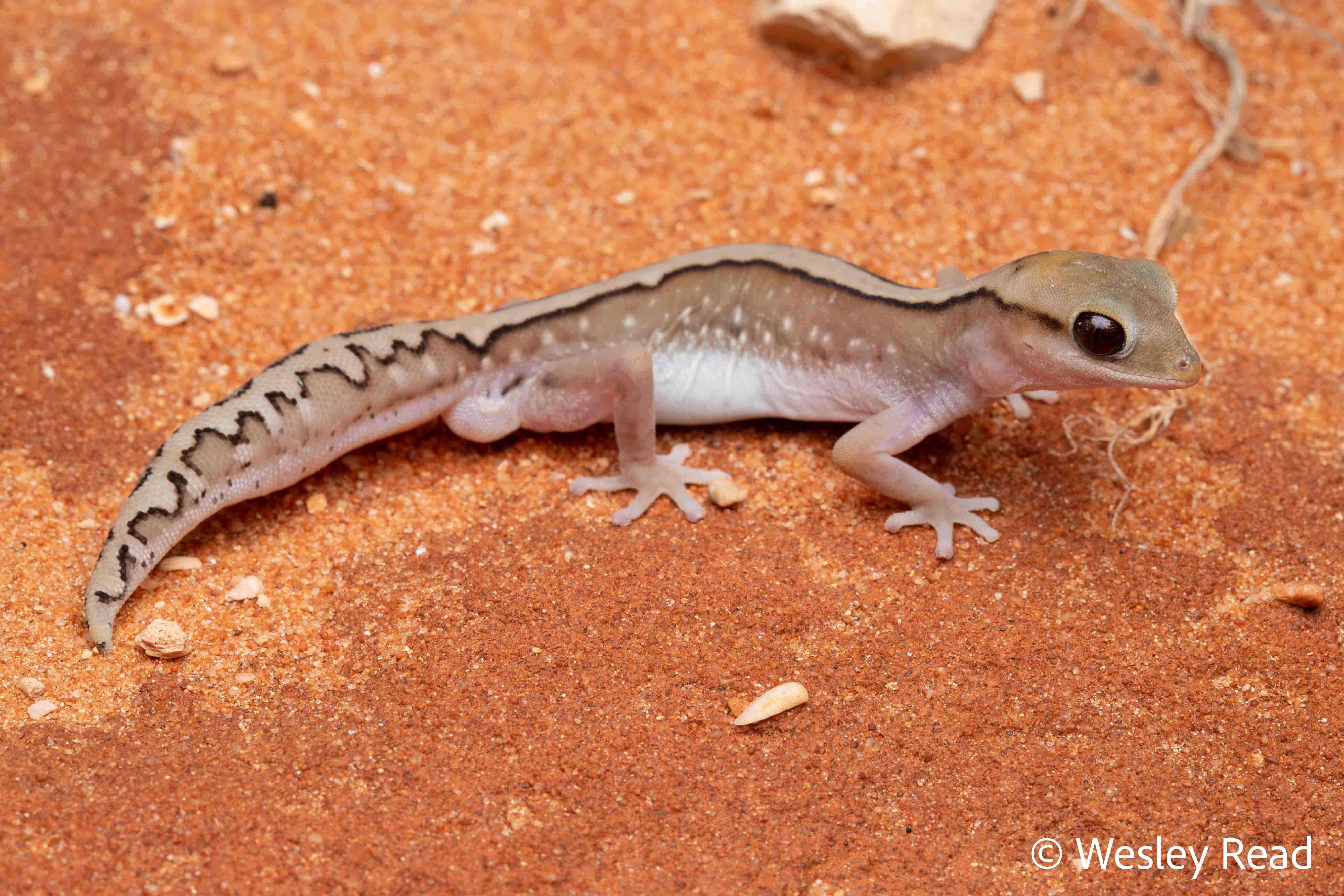 Diplodactylus klugei