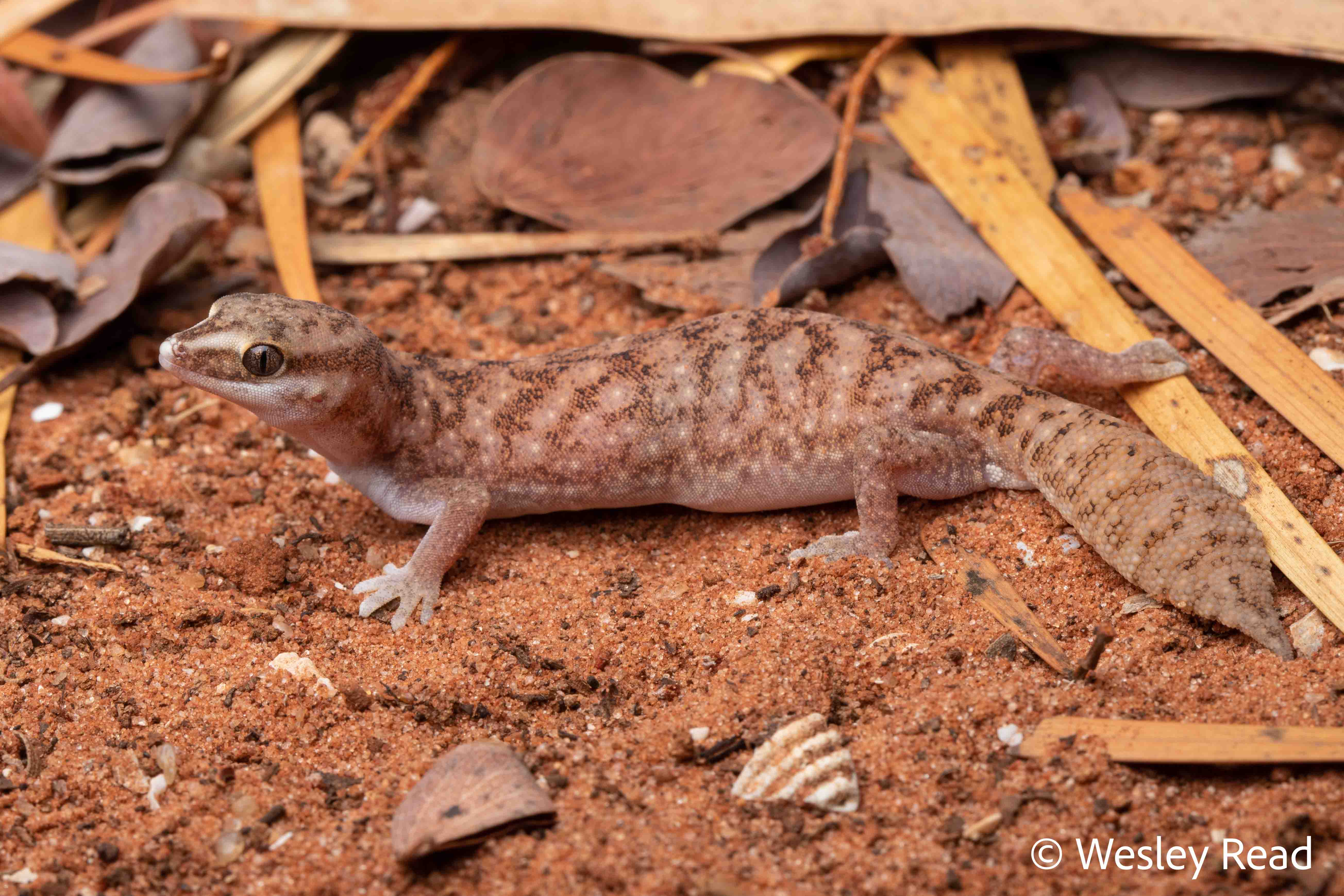 Diplodactylus laevis
