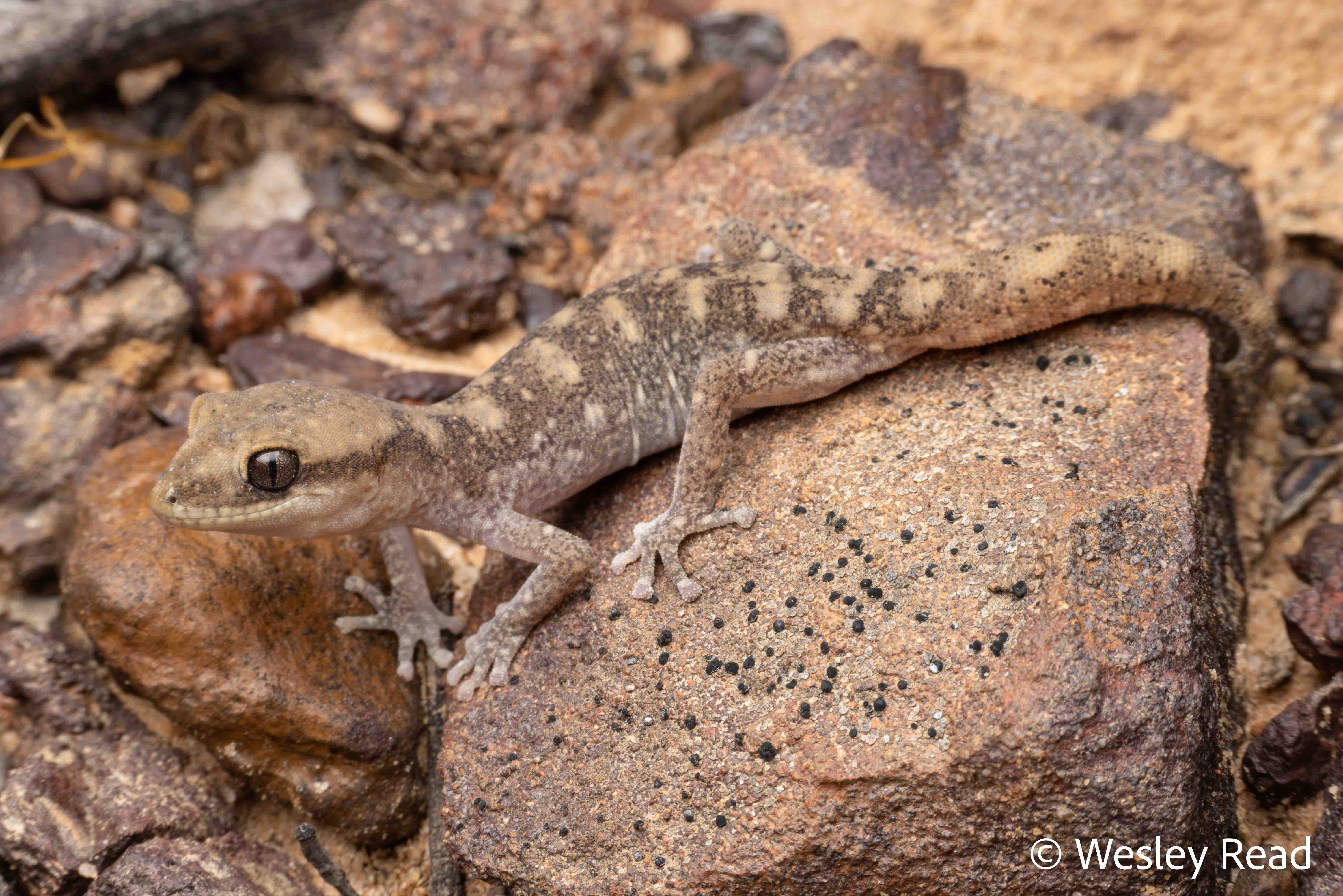 Diplodactylus nebulosus
