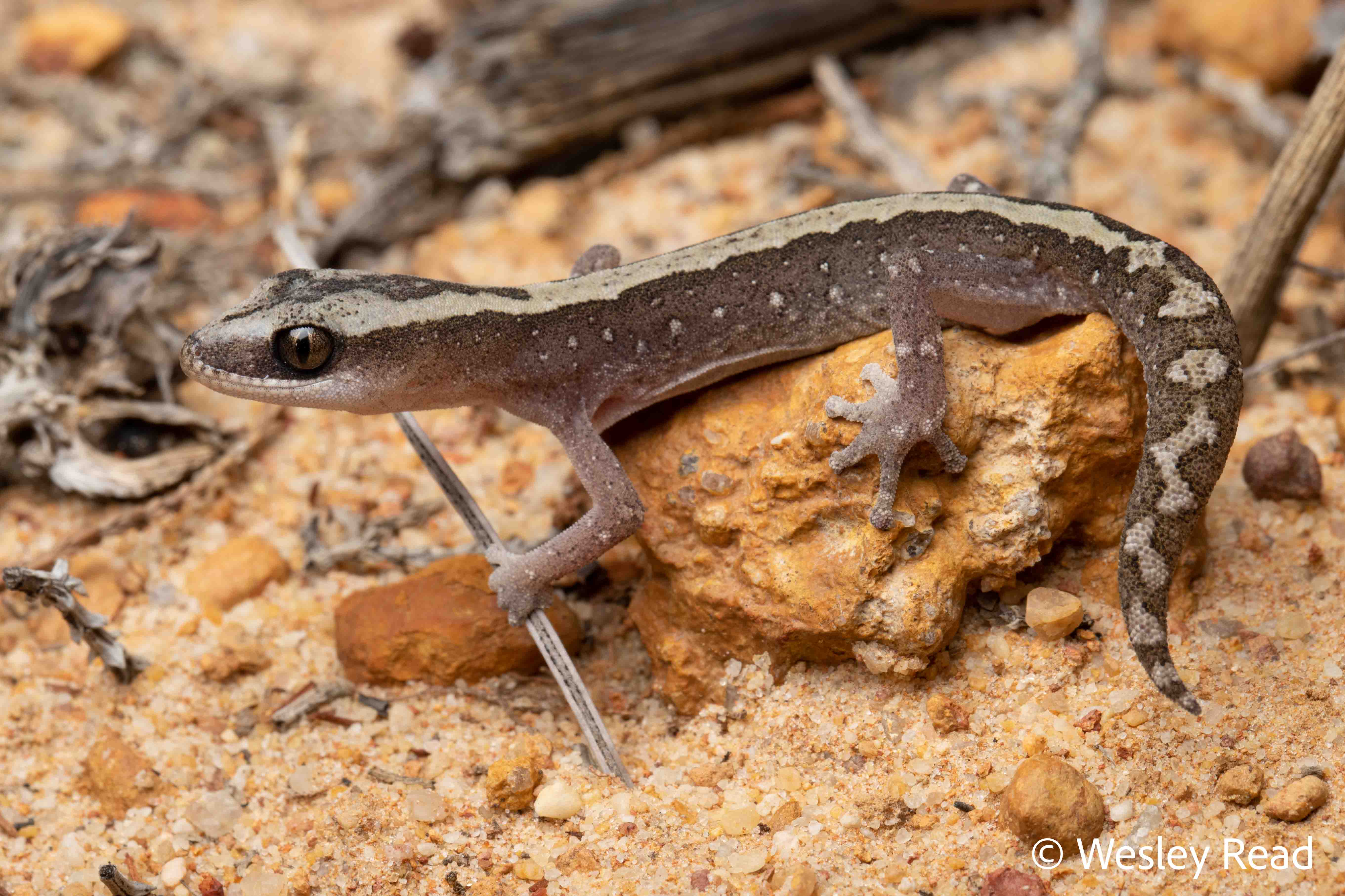 Diplodactylus ornatus