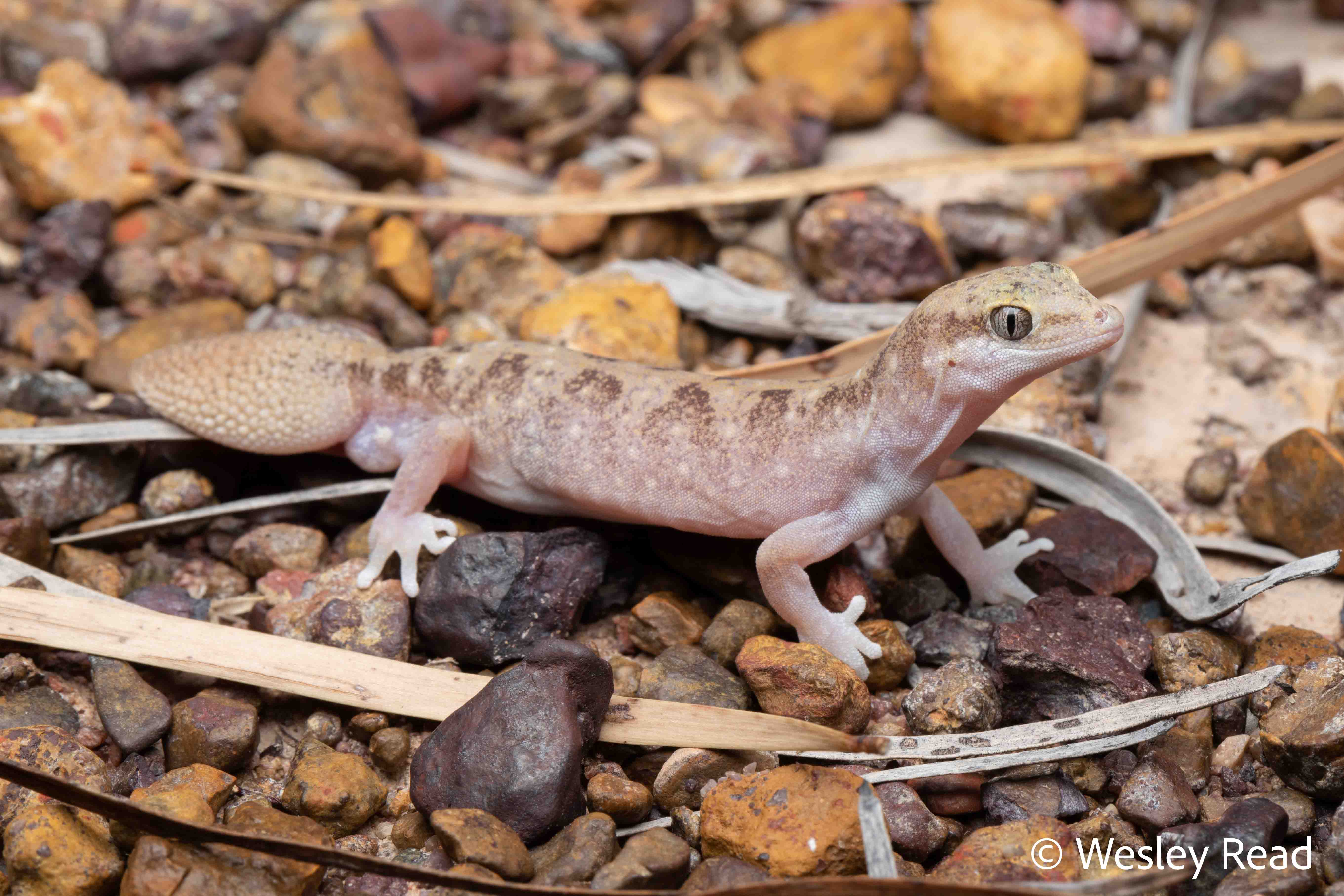 Diplodactylus platyurus