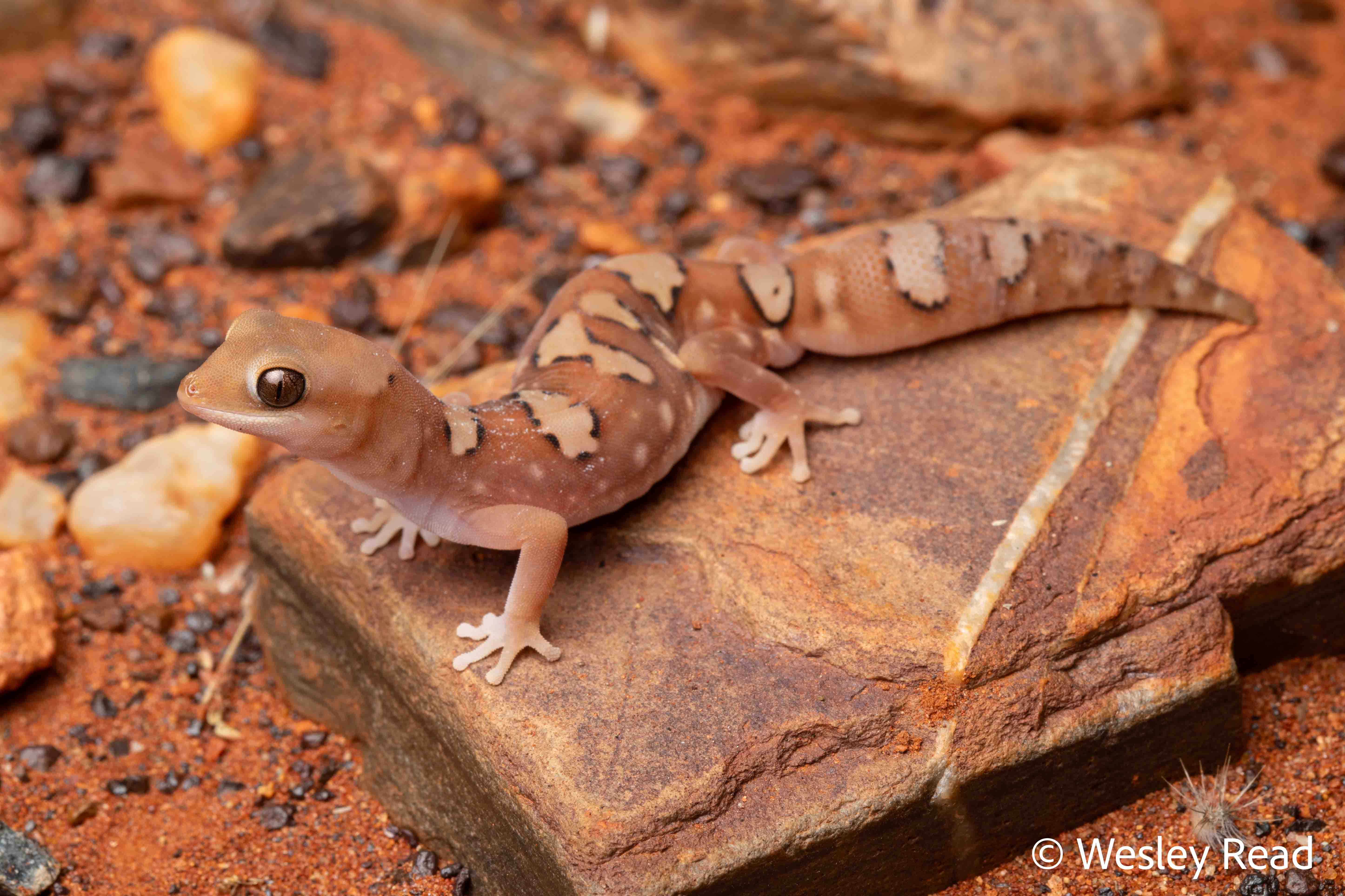 Diplodactylus pulcher