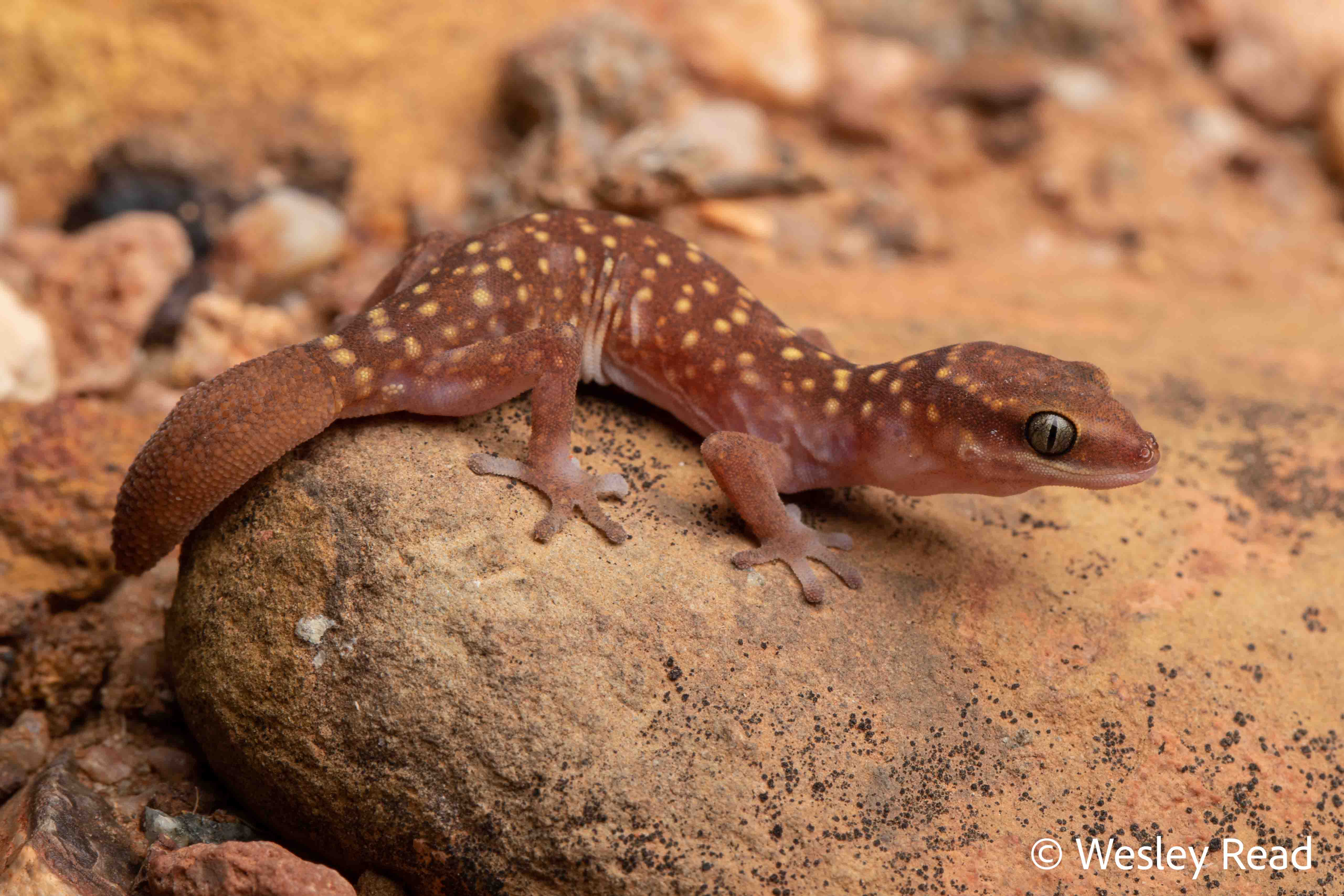 Diplodactylus savagei