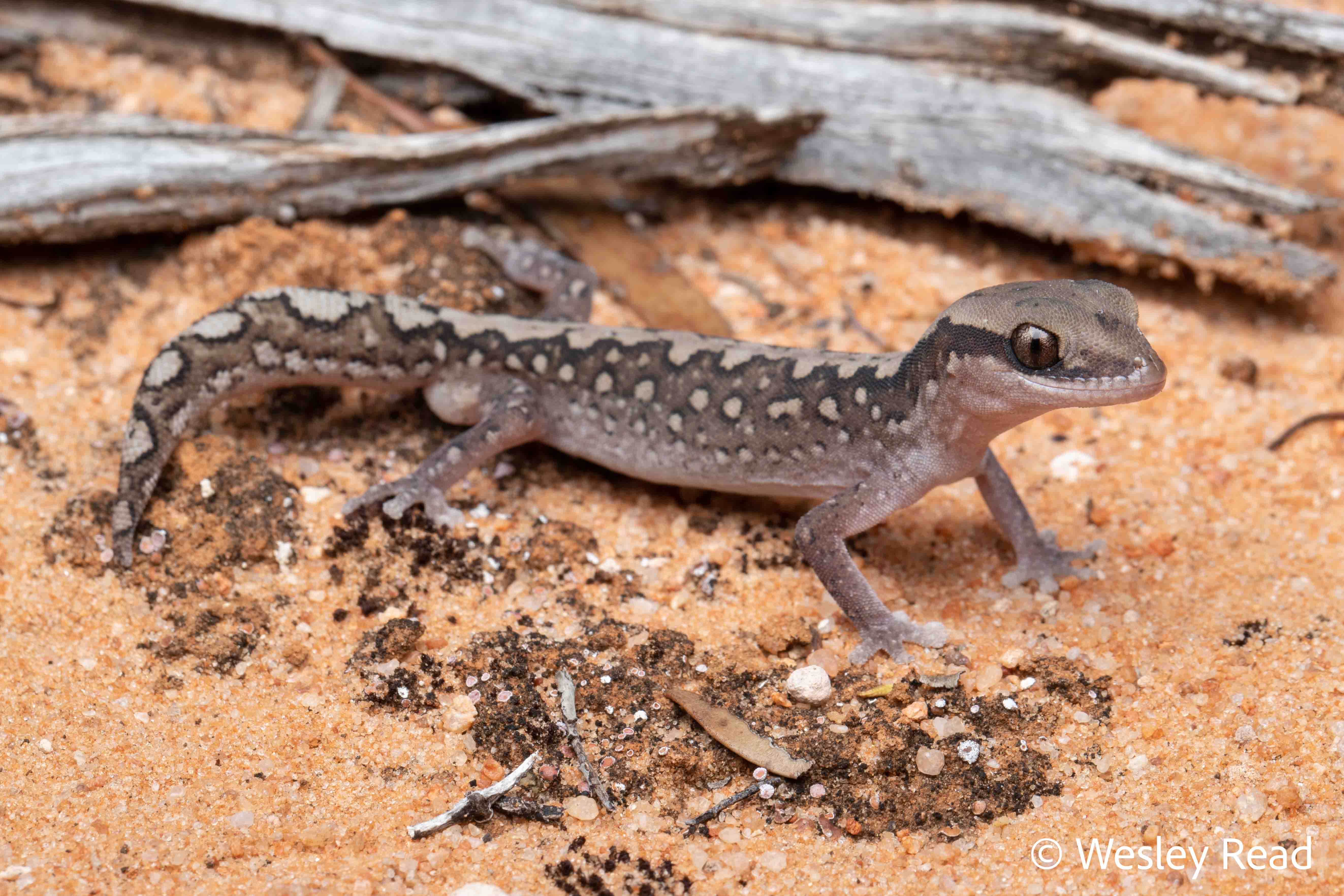 Diplodactylus wiru