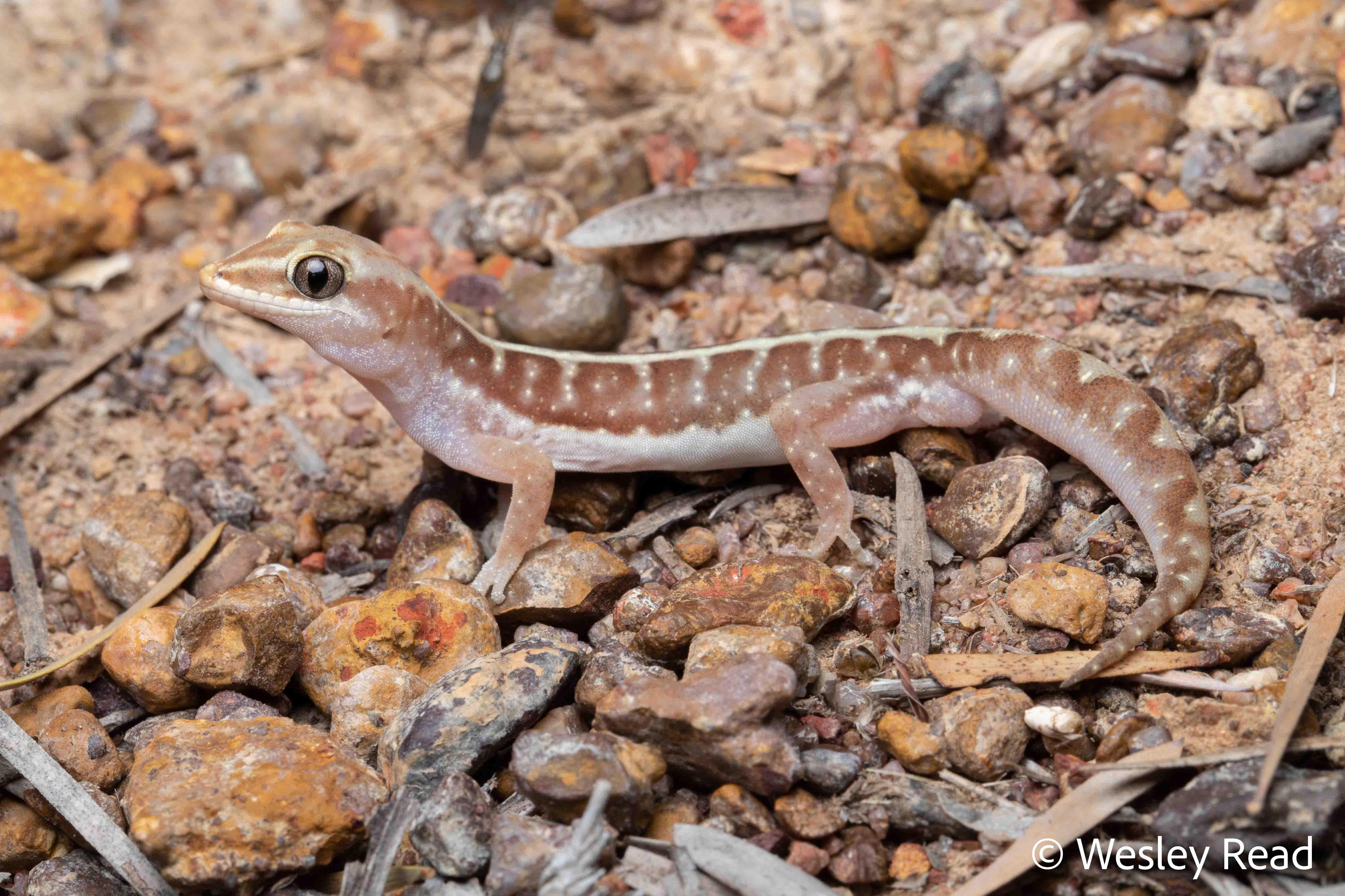 Lucasium immaculatum