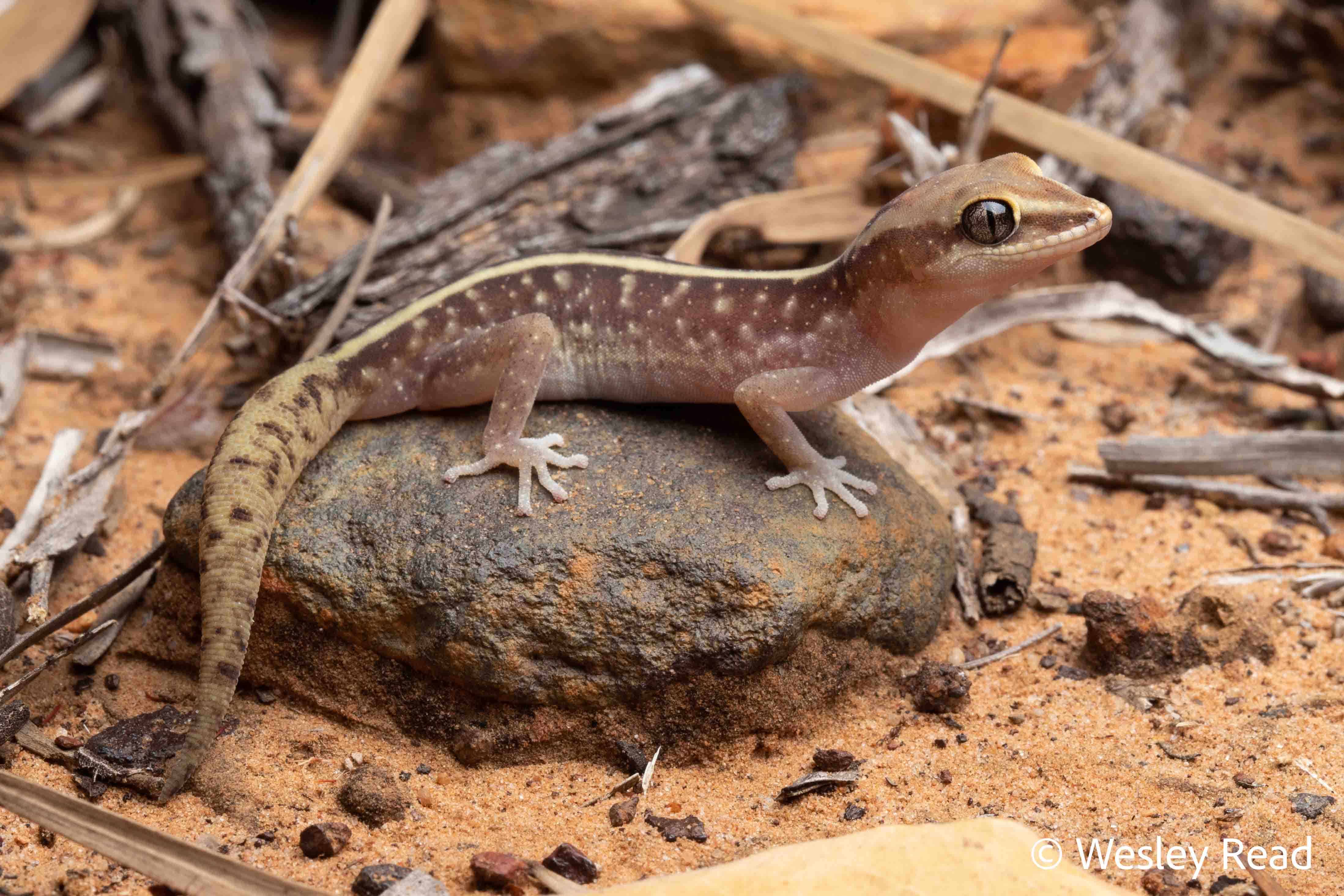 Lucasium immaculatum