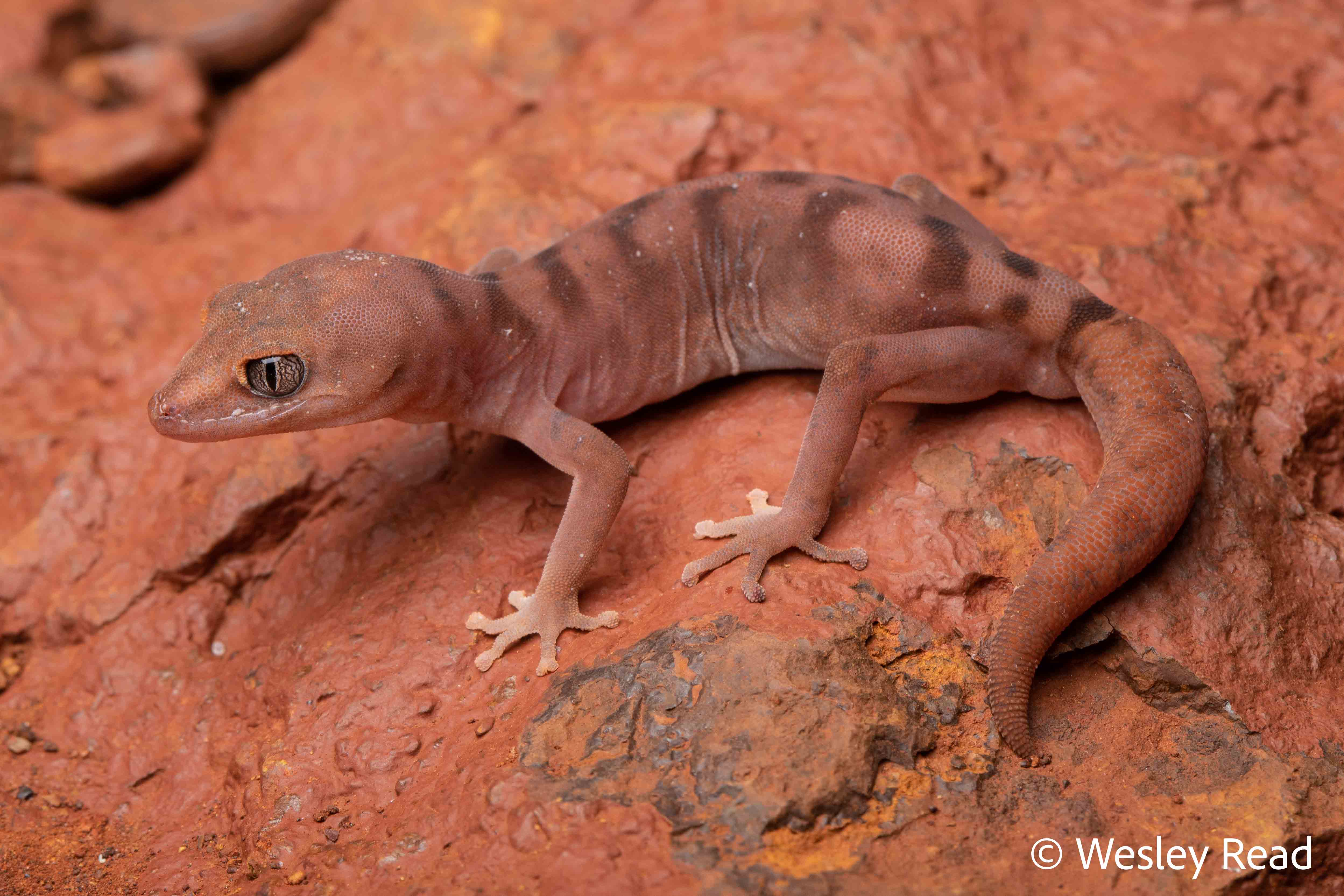Lucasium wombeyi