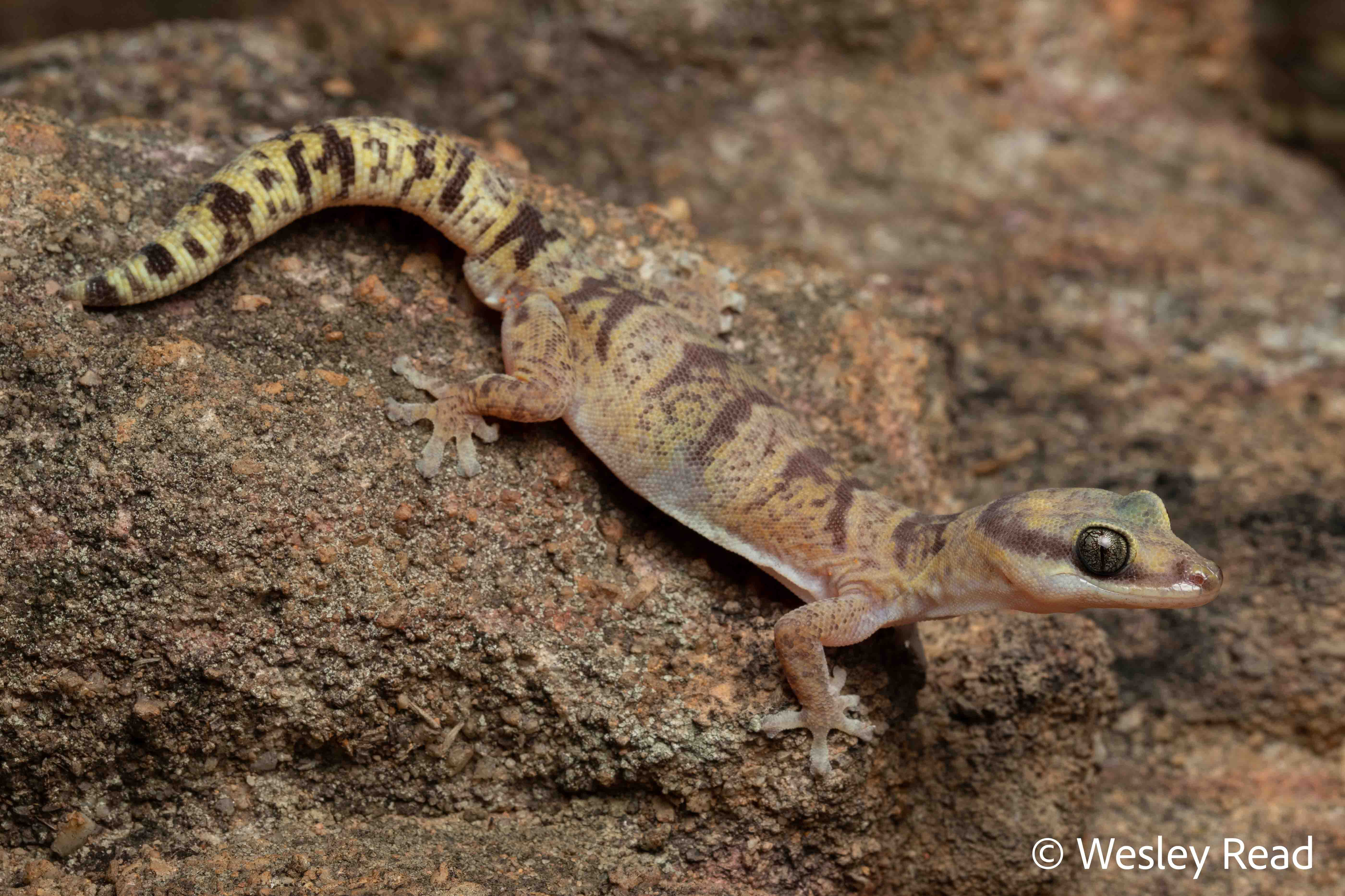 Oedura argentea