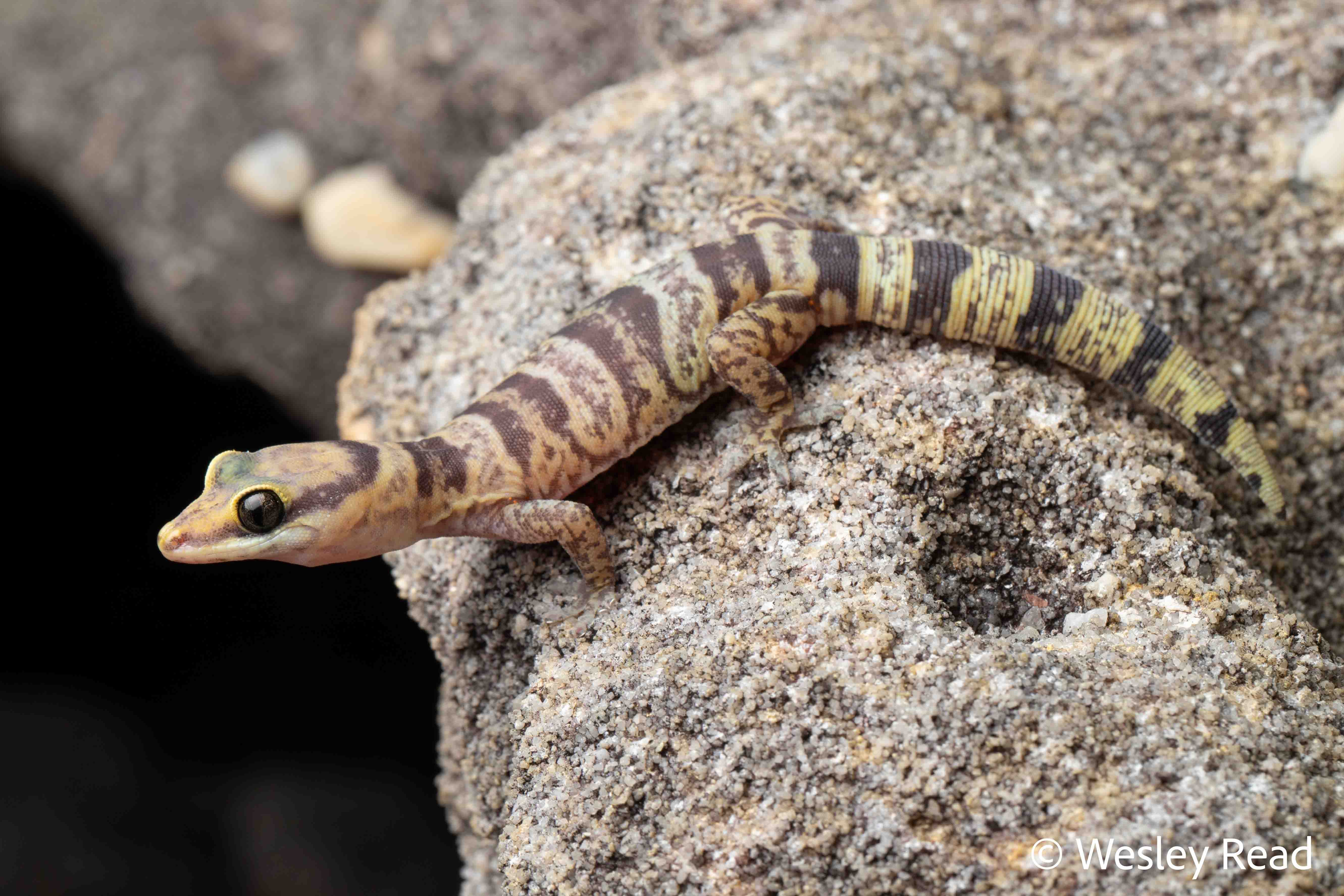 Oedura argentea