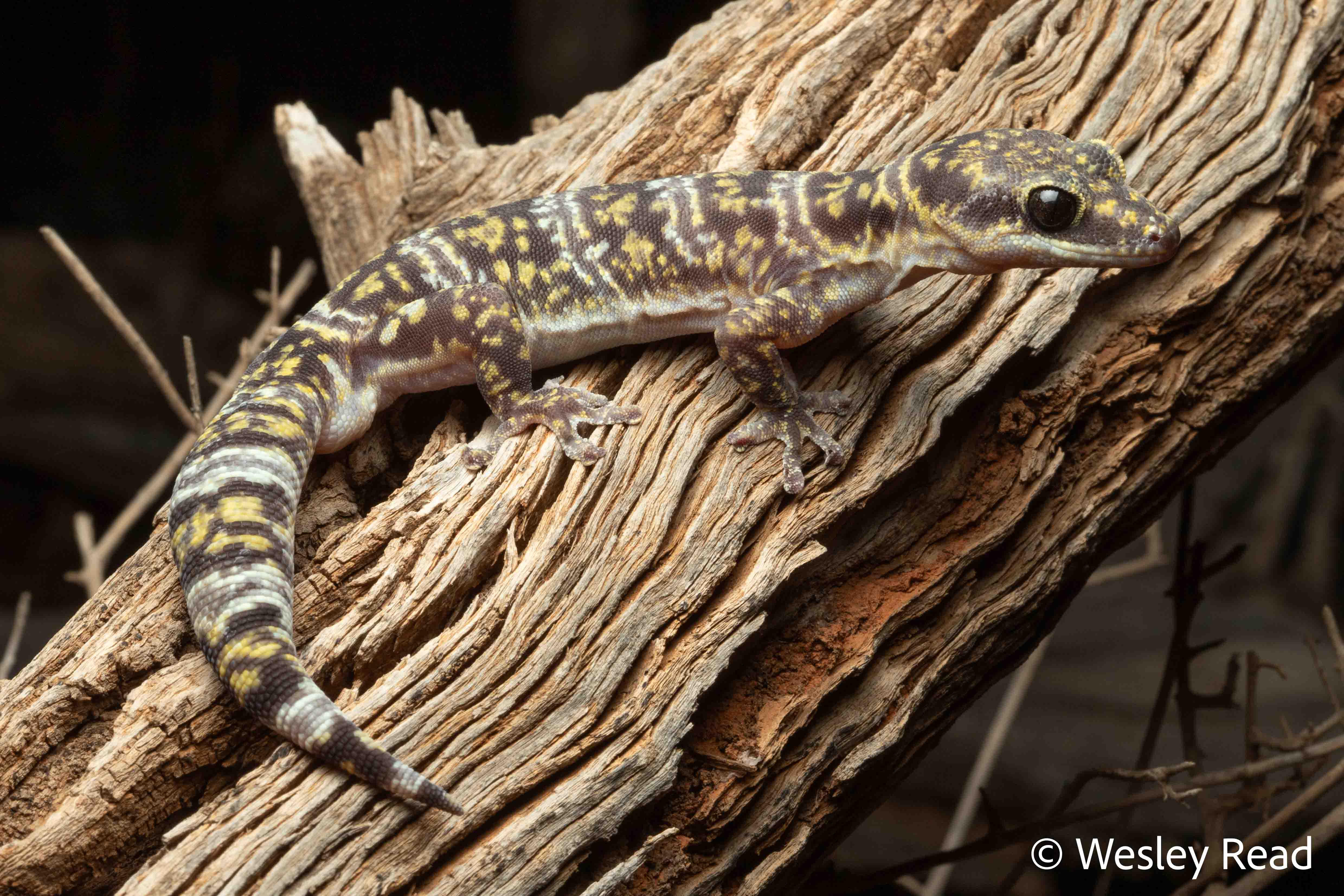 Oedura cincta