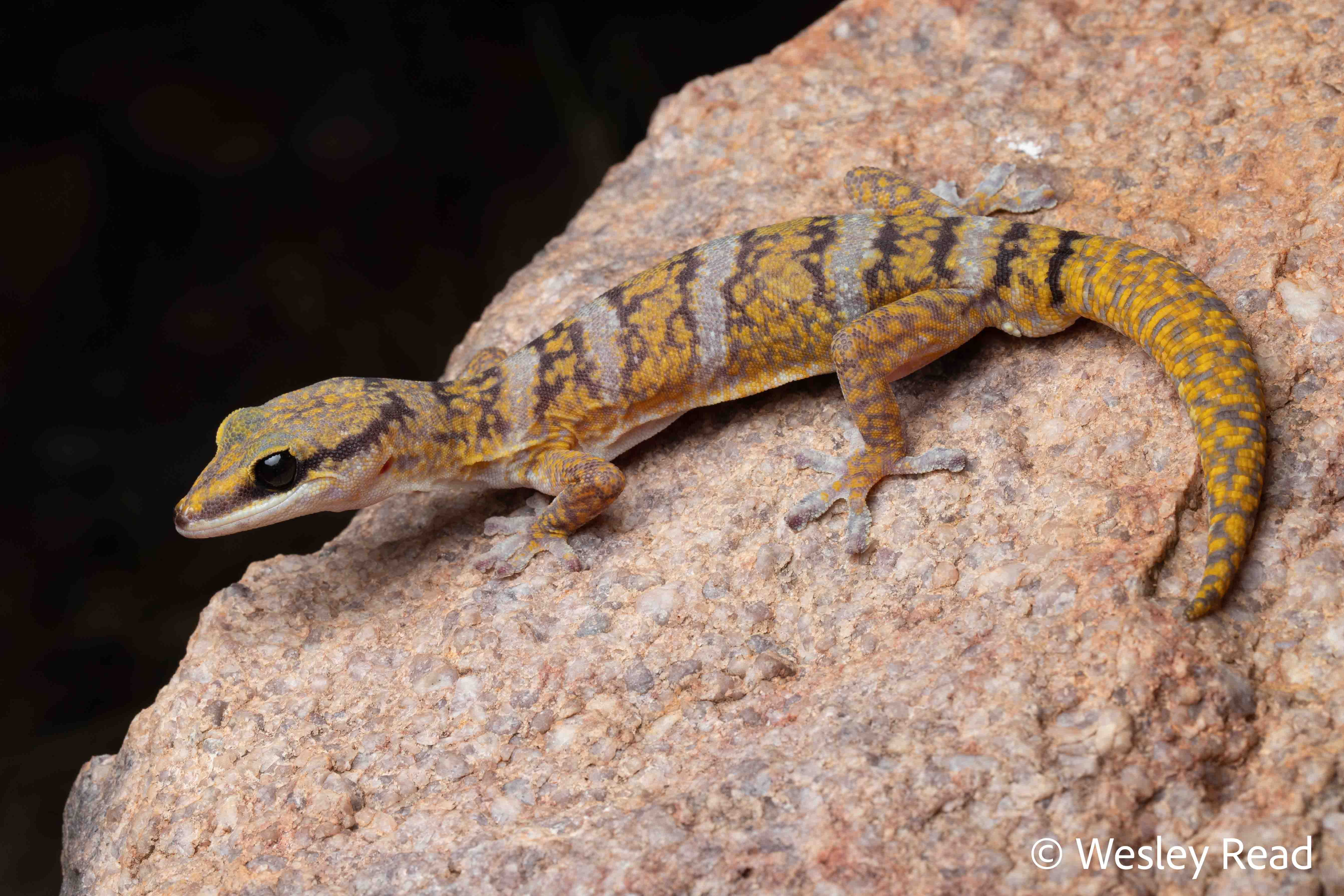 Oedura cincta