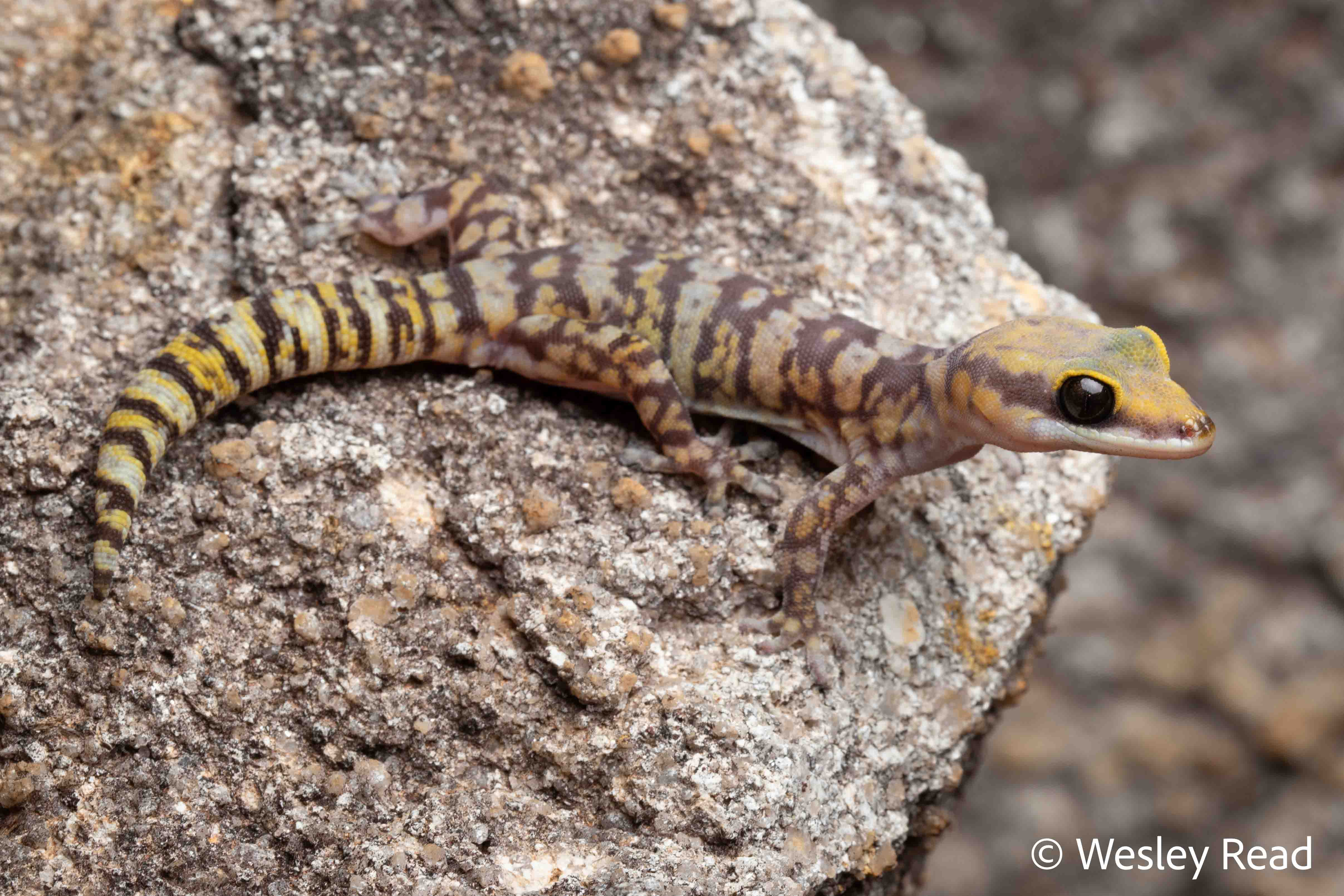 Oedura coggeri