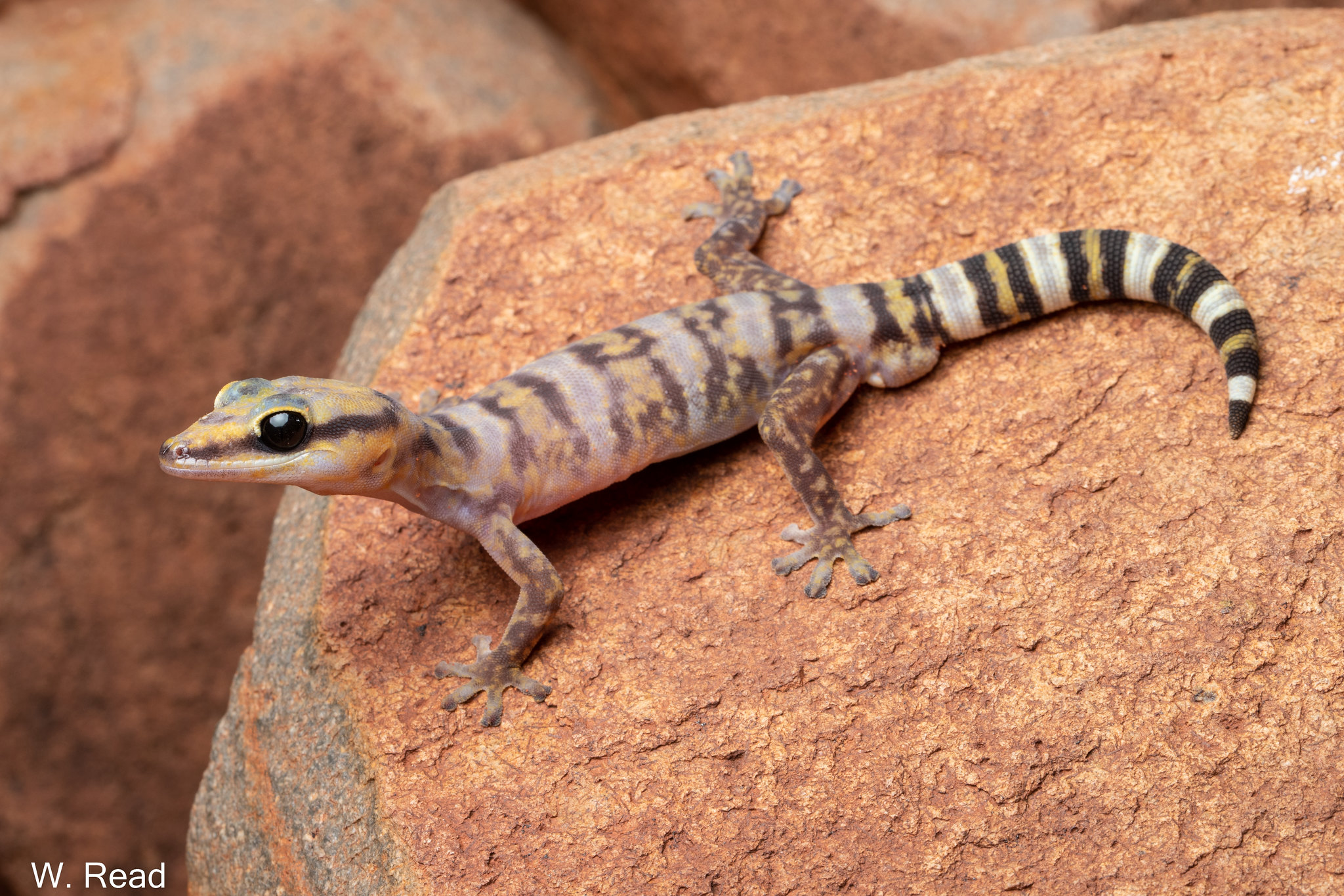 Oedura fimbria