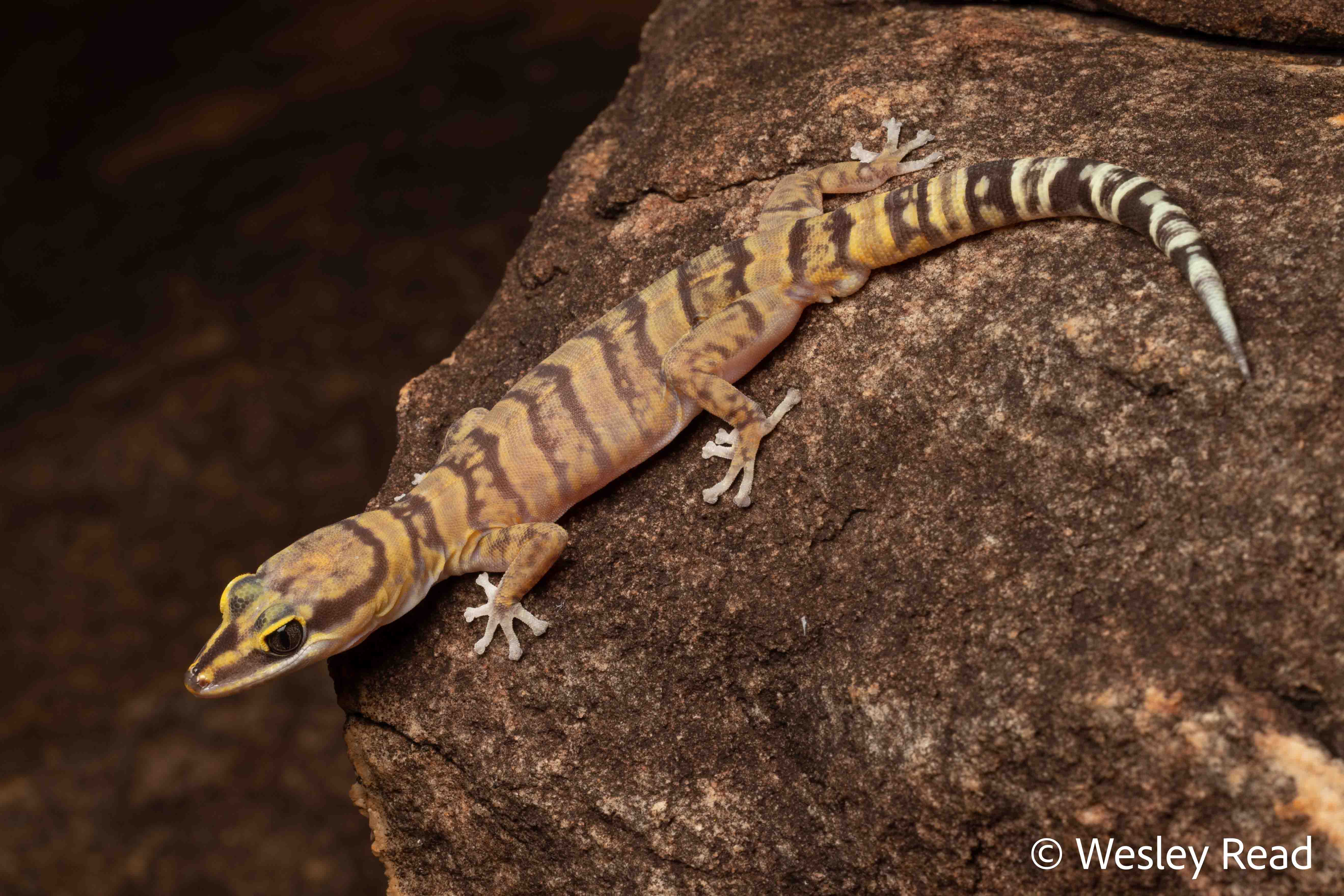 Oedura gracilis