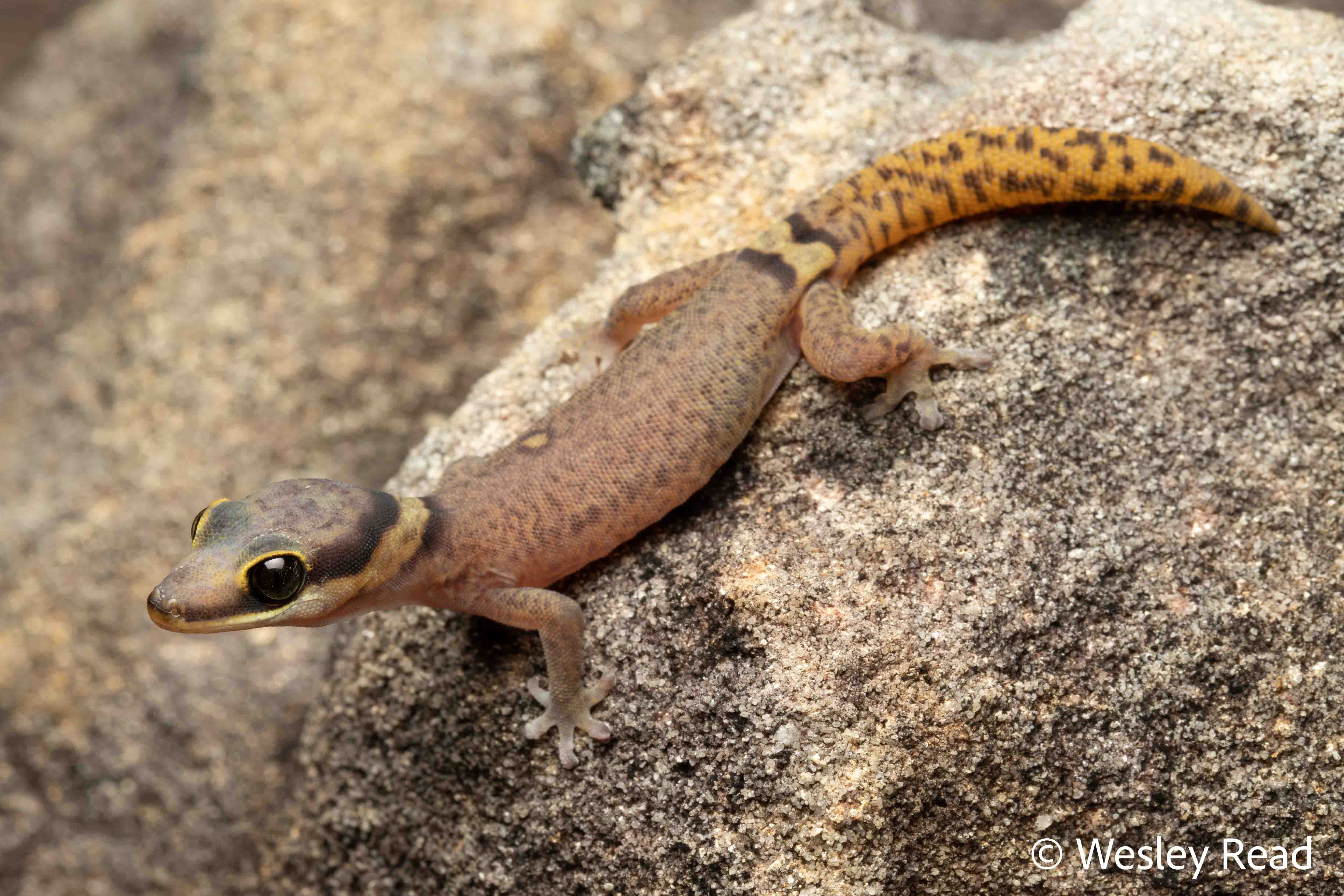 Oedura jowalbinna