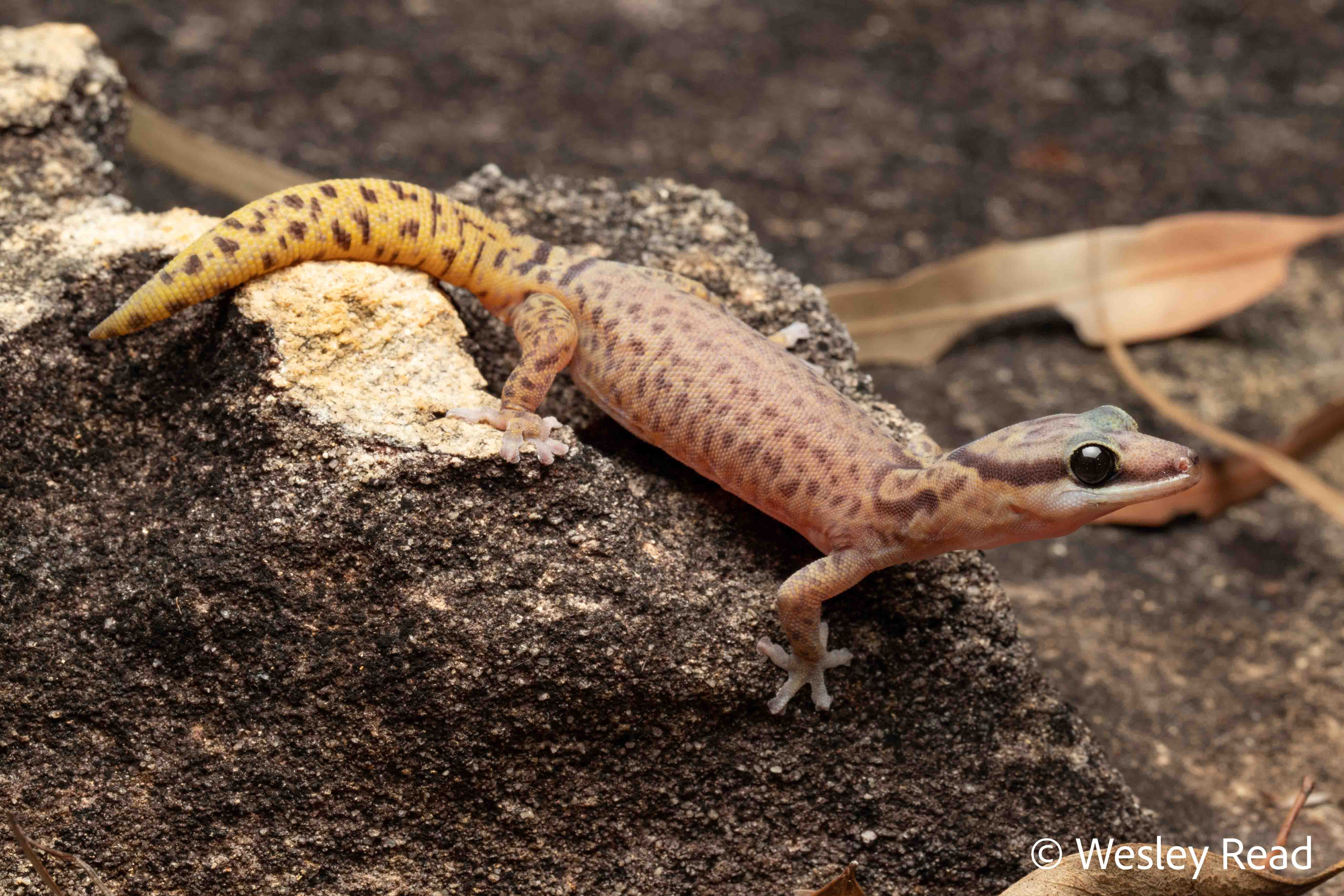 Oedura jowalbinna