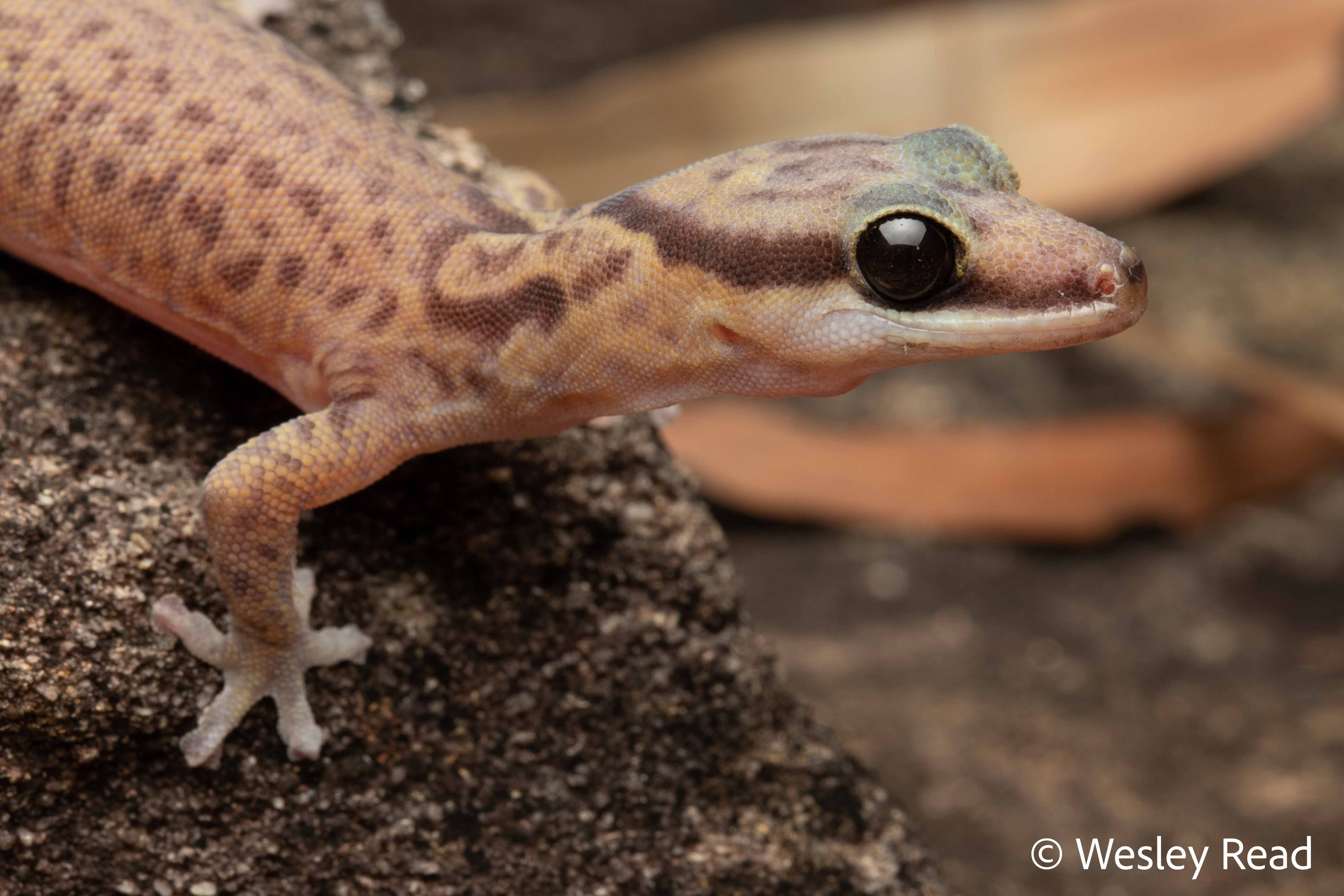 Oedura jowalbinna