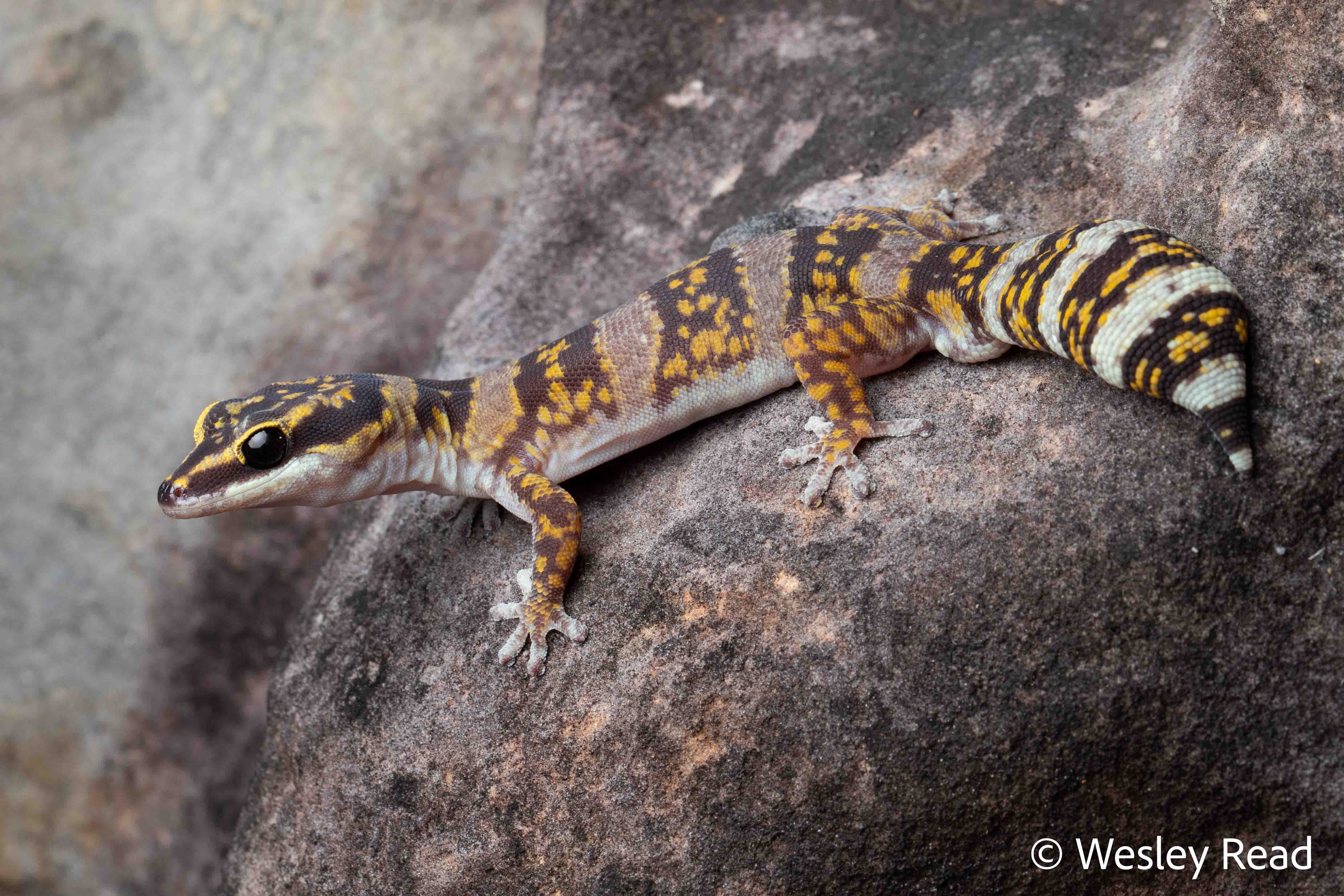 Oedura marmorata