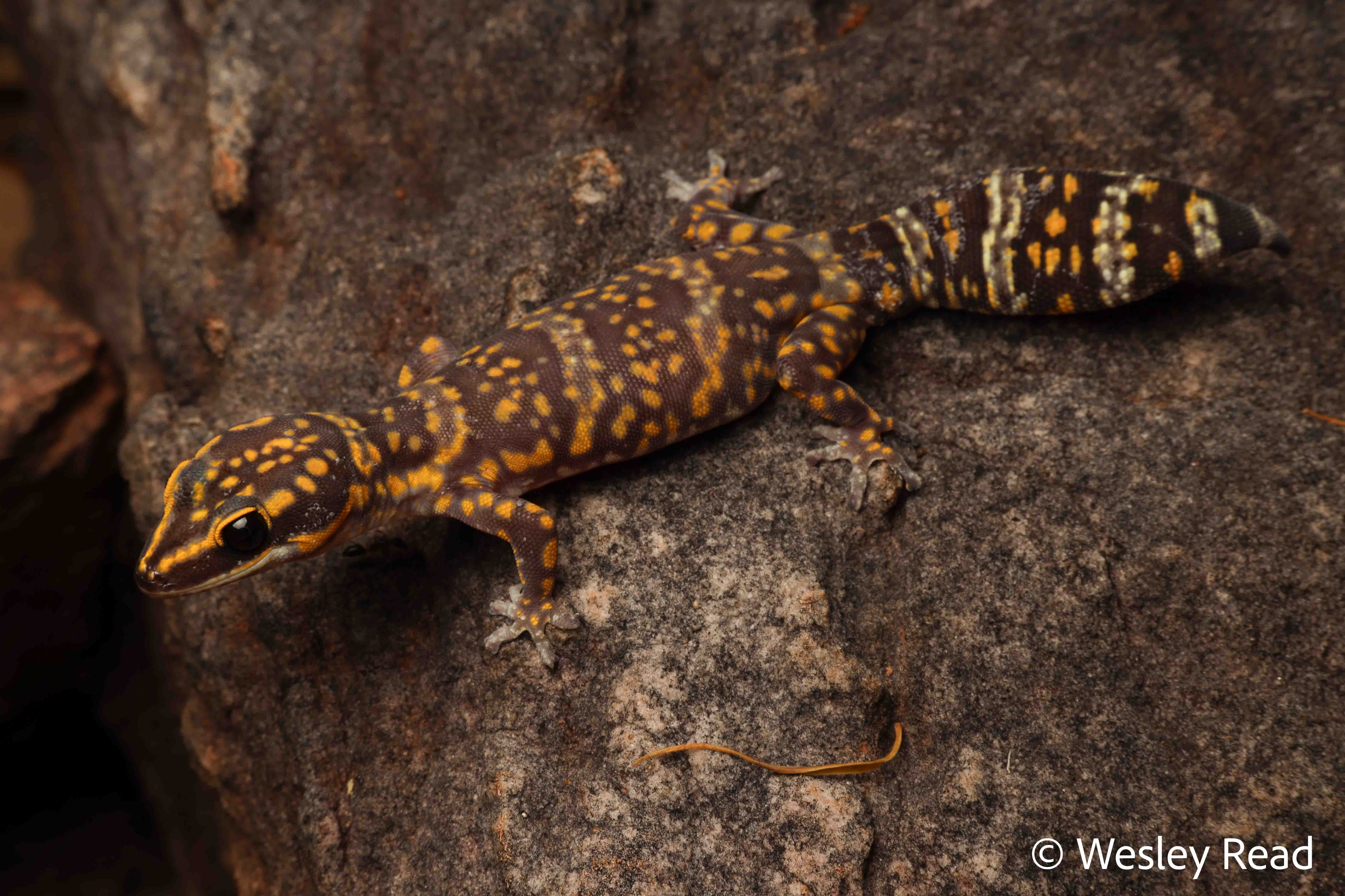 Oedura marmorata