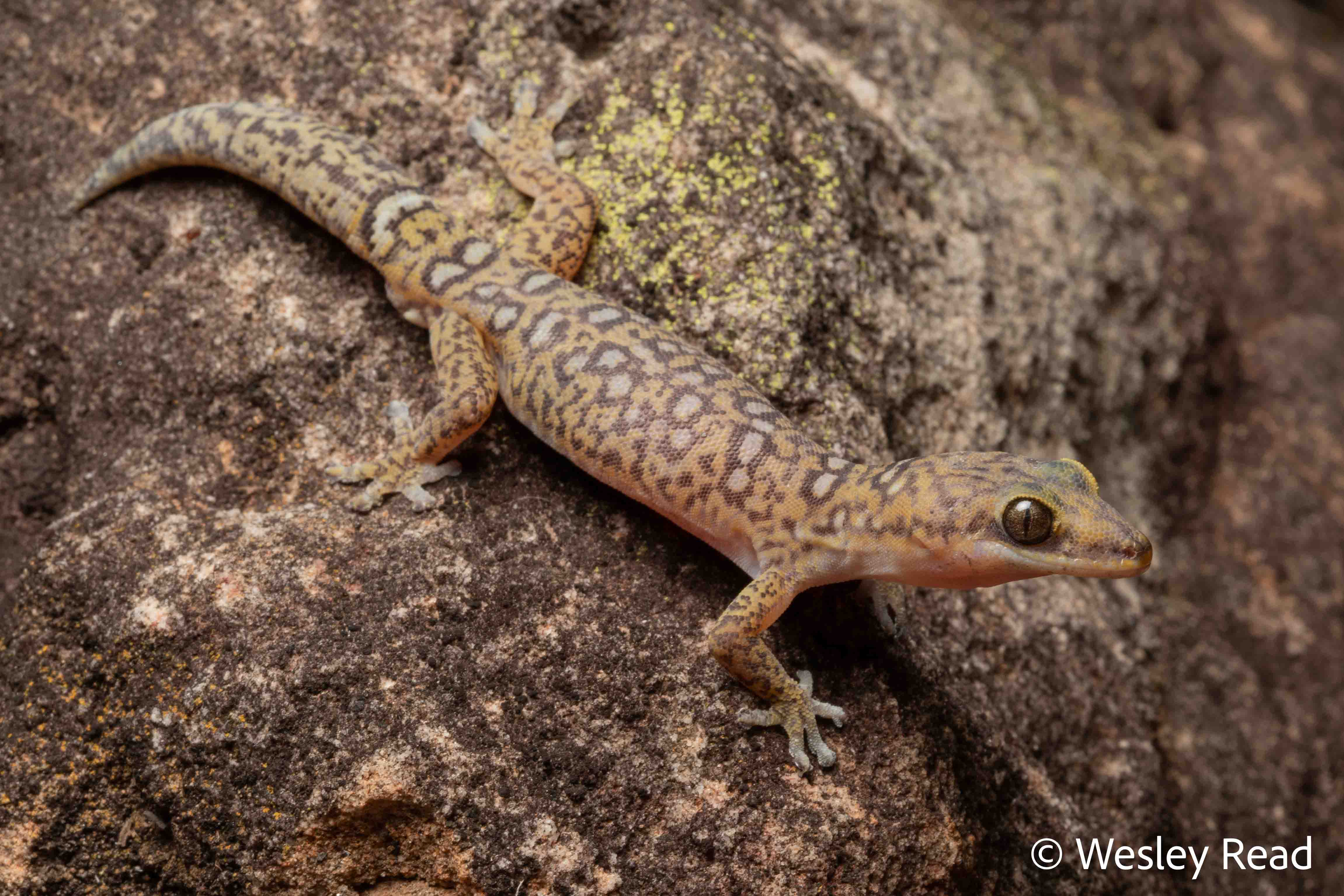 Oedura picta