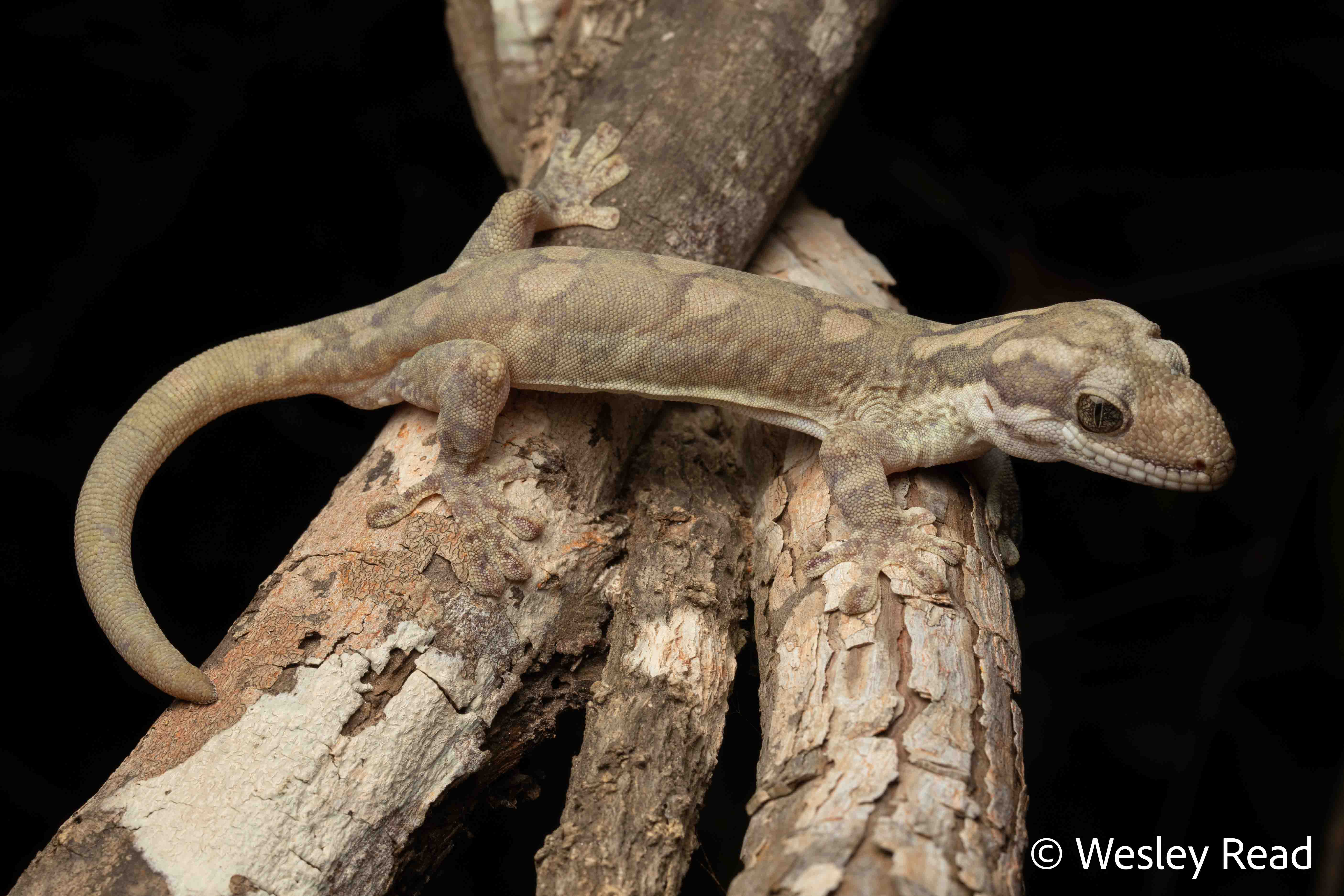 Pseudothecadactylus australis