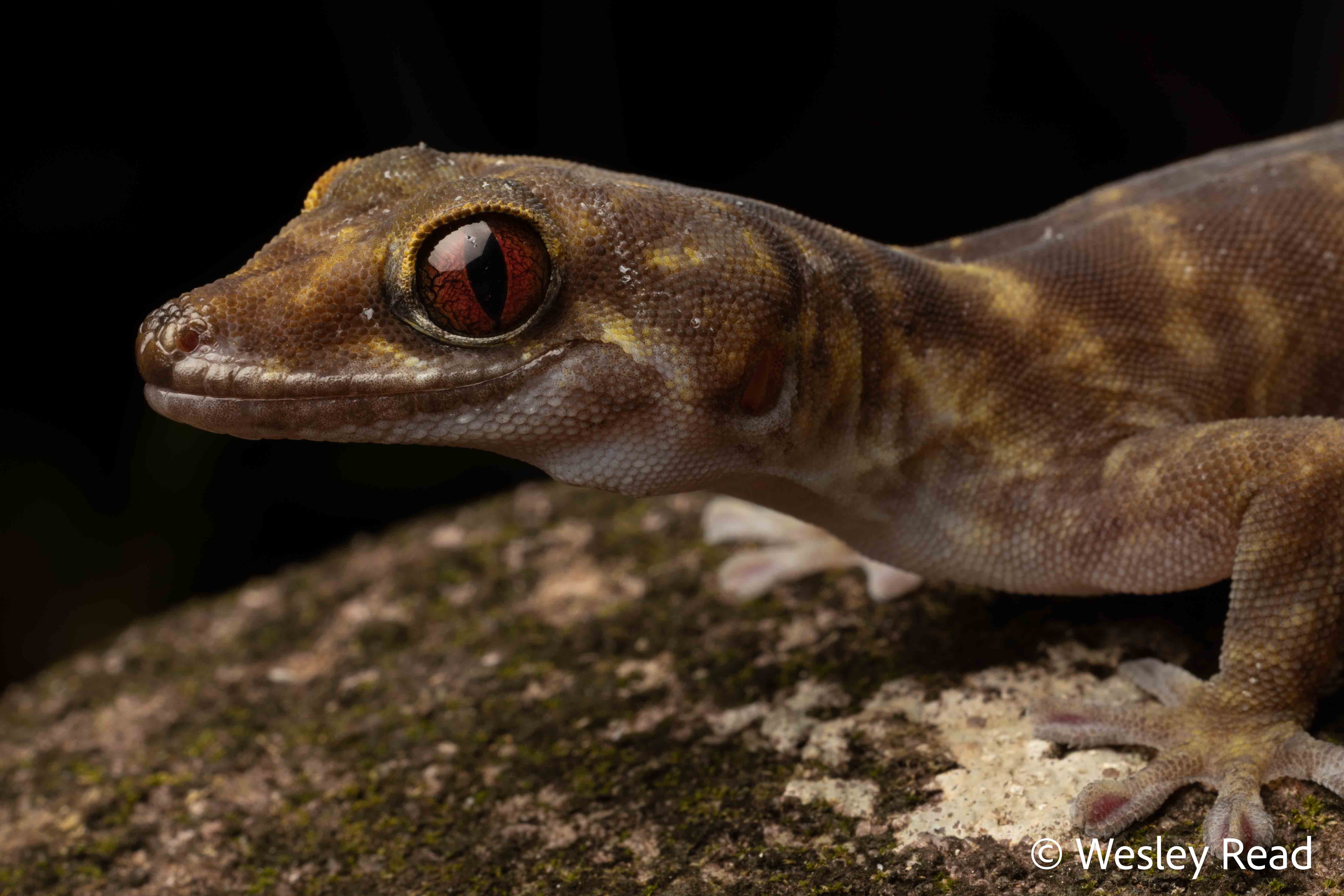 Pseudothecadactylus lindneri