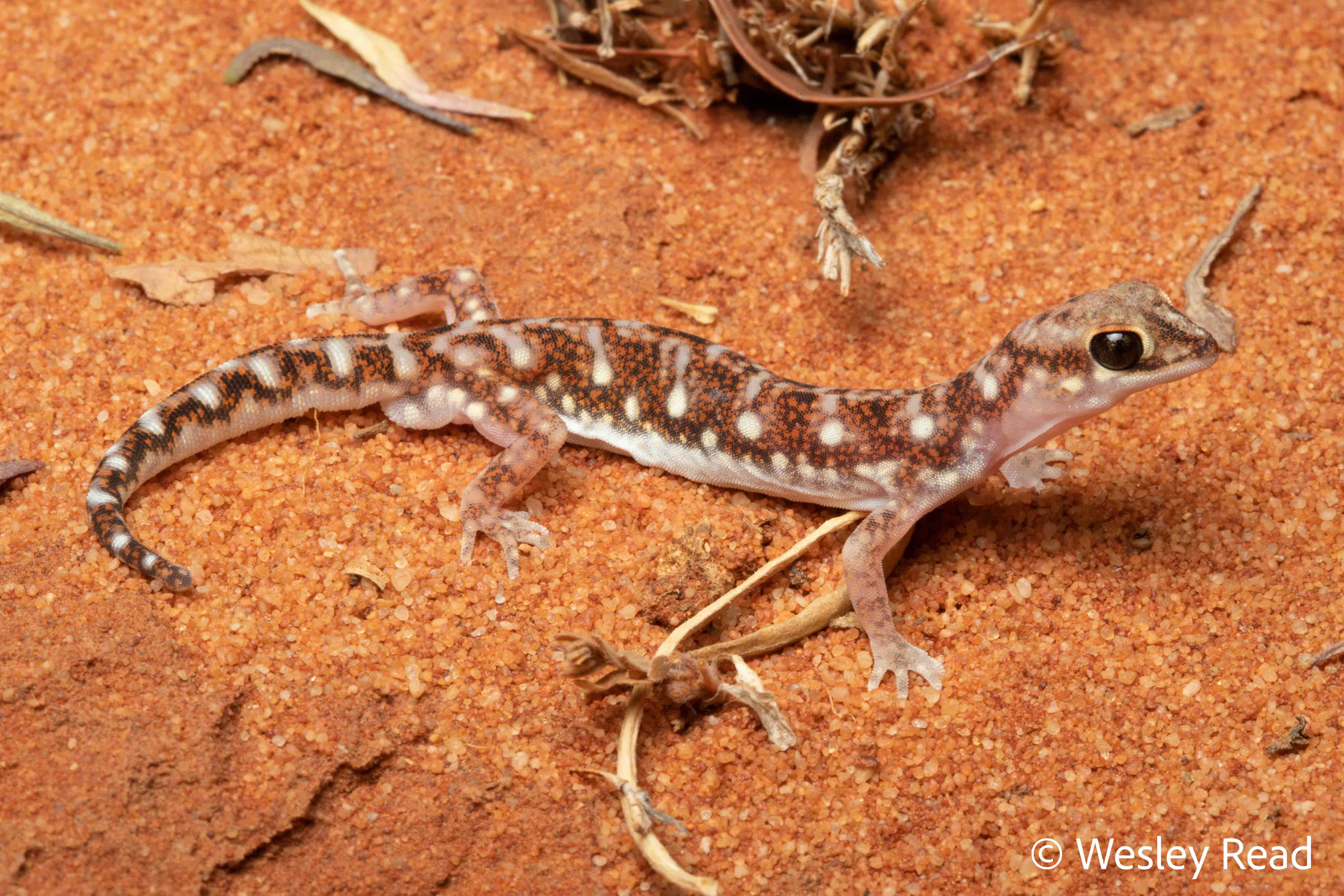 Rhynchoedura angusta