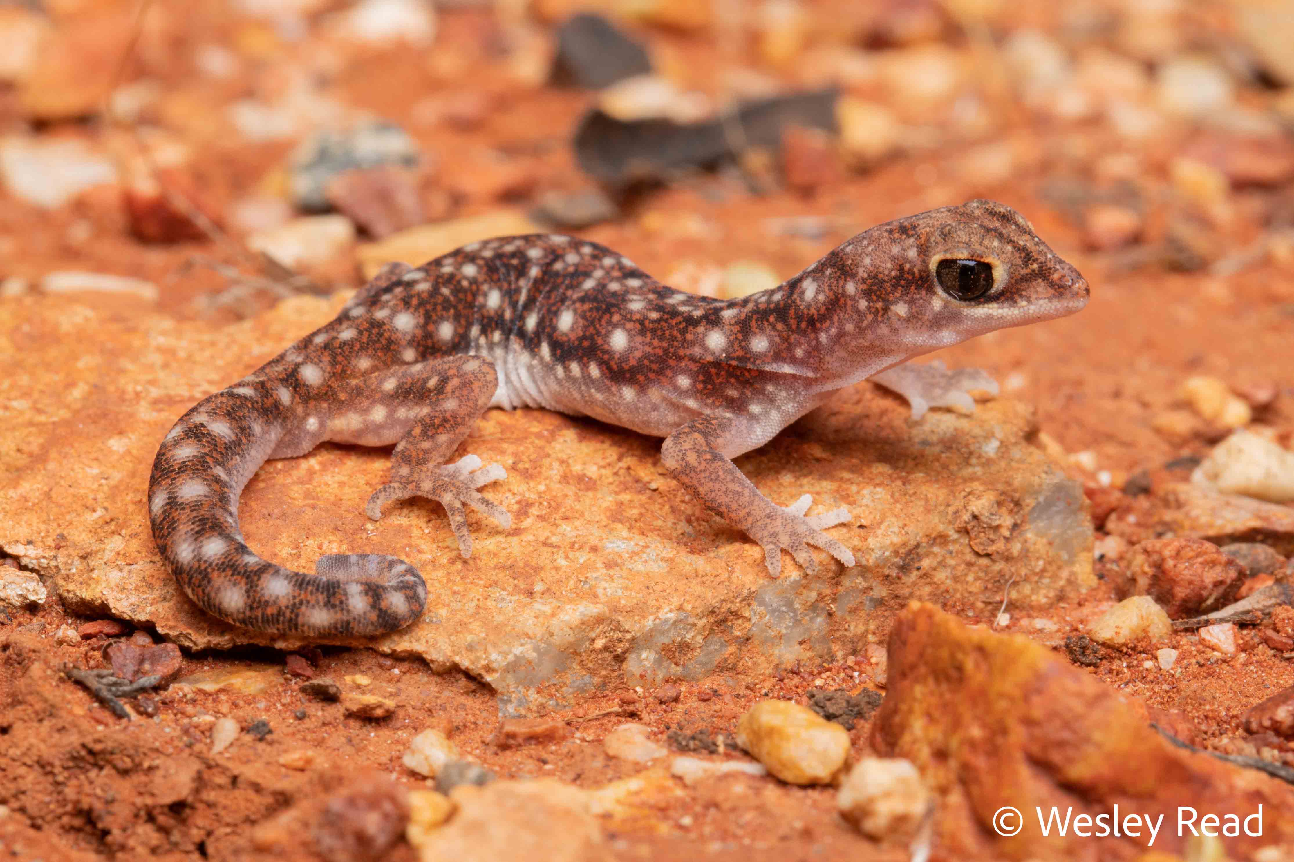 Rhynchoedura ormsbyi