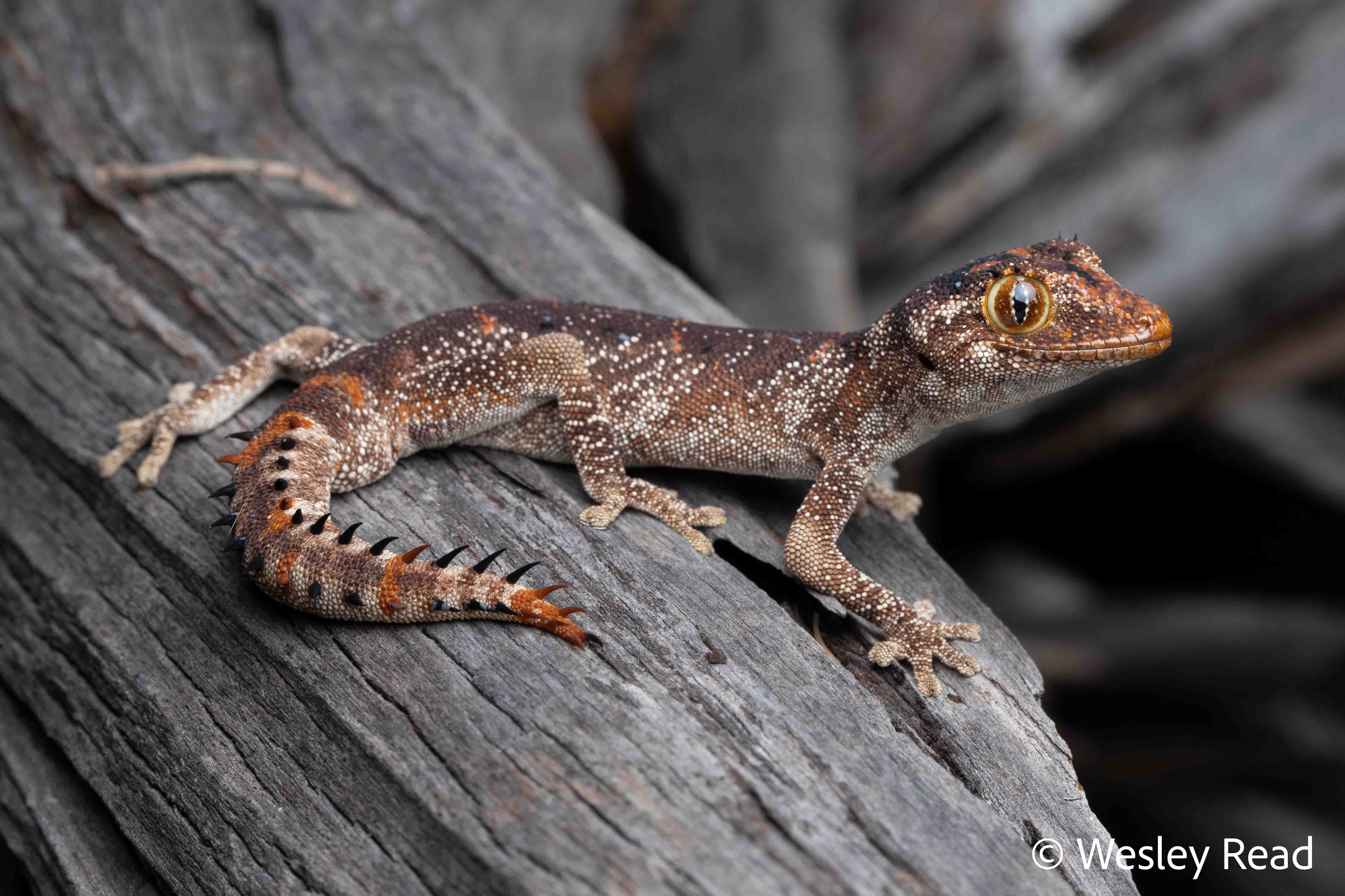 Strophurus ciliaris