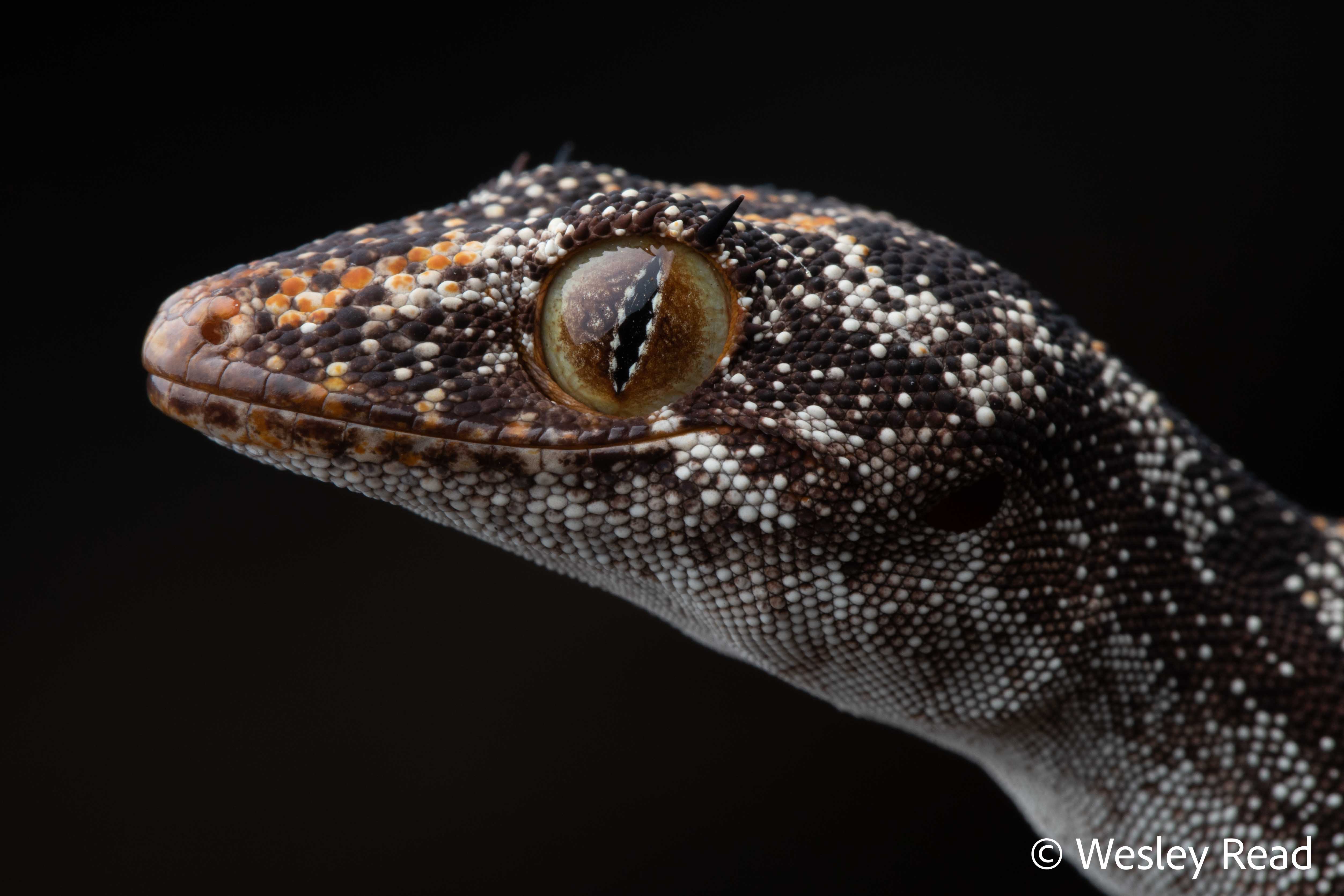 Strophurus ciliaris