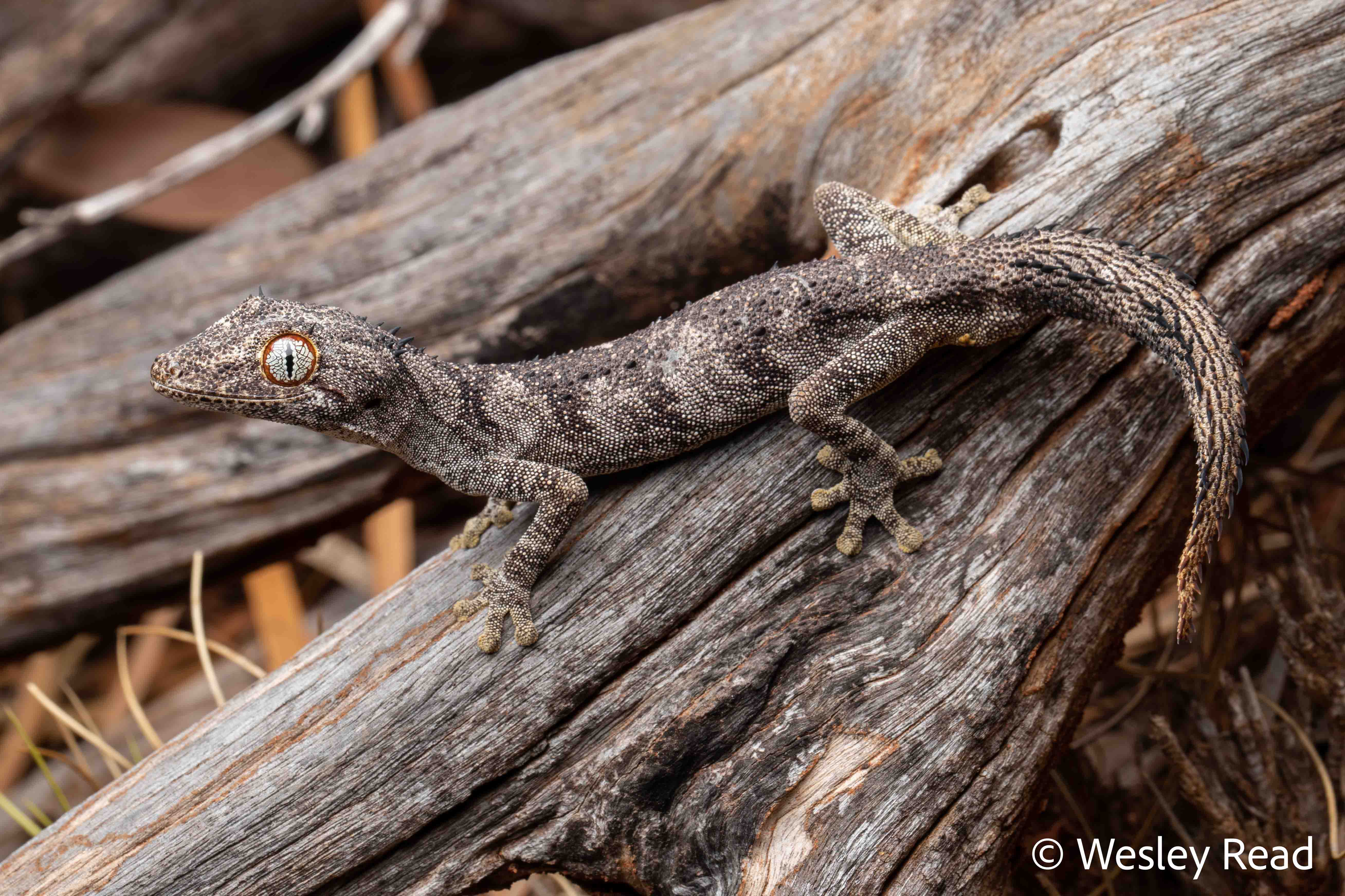 Strophurus ciliaris