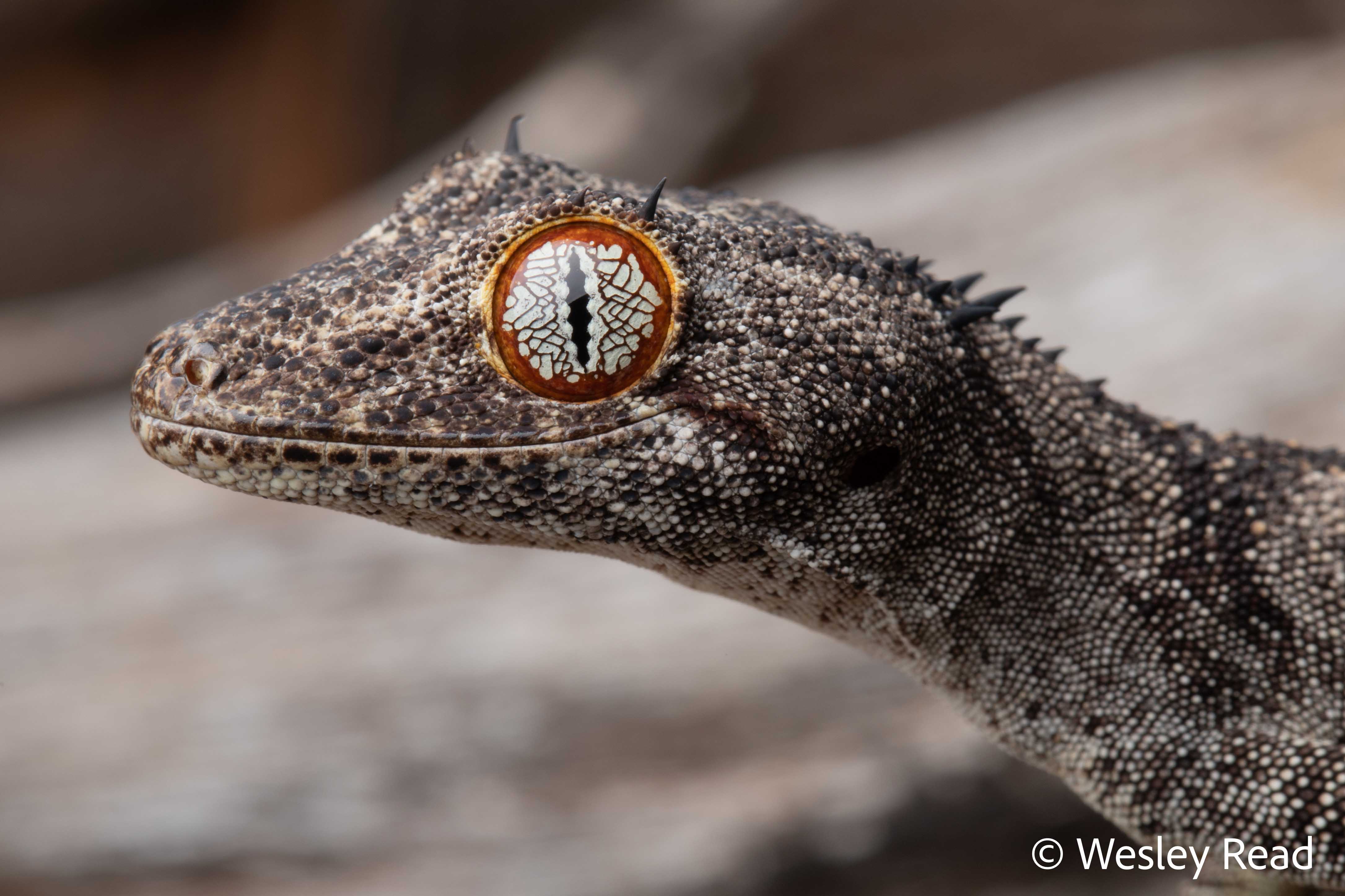 Strophurus ciliaris