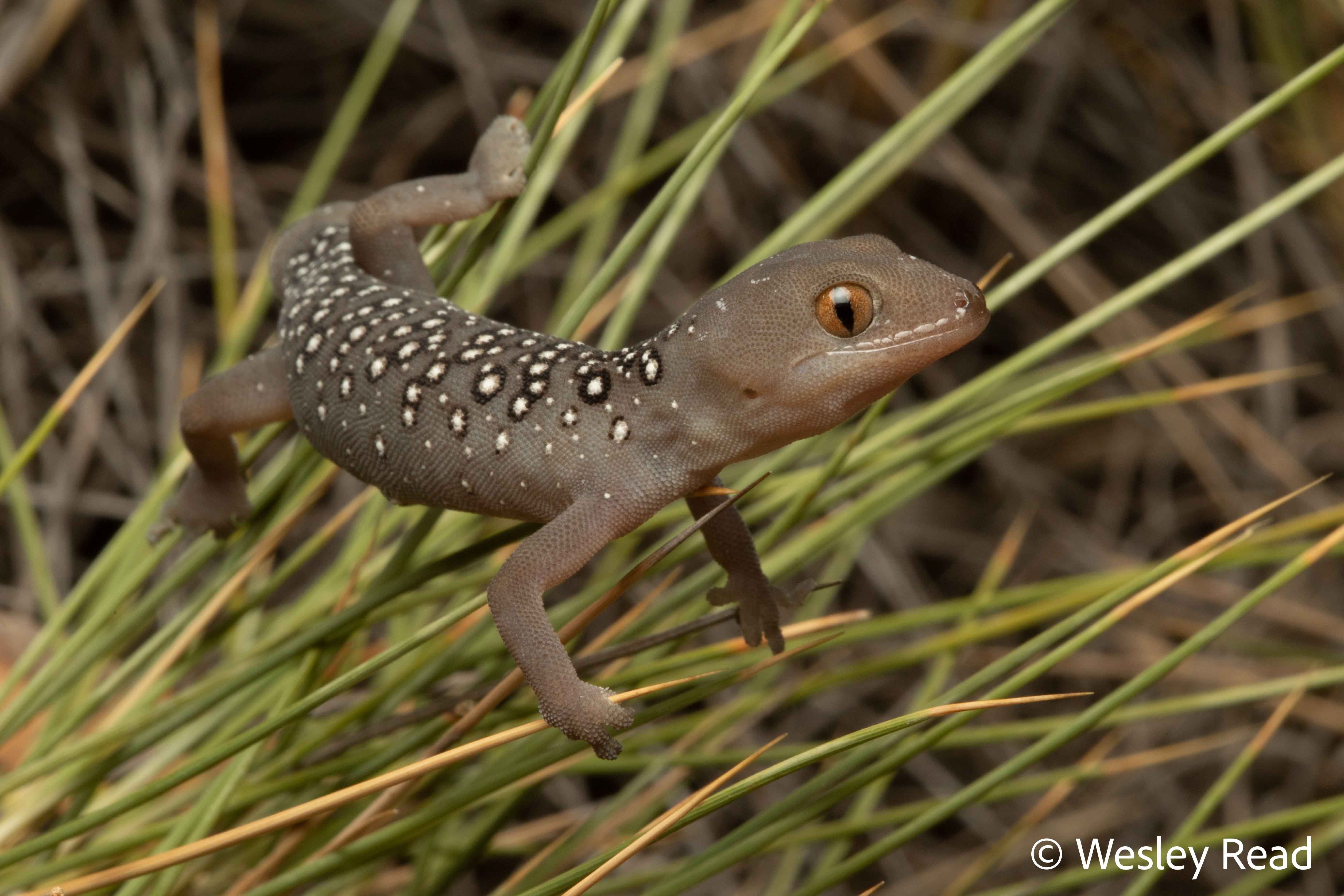 Strophurus elderi
