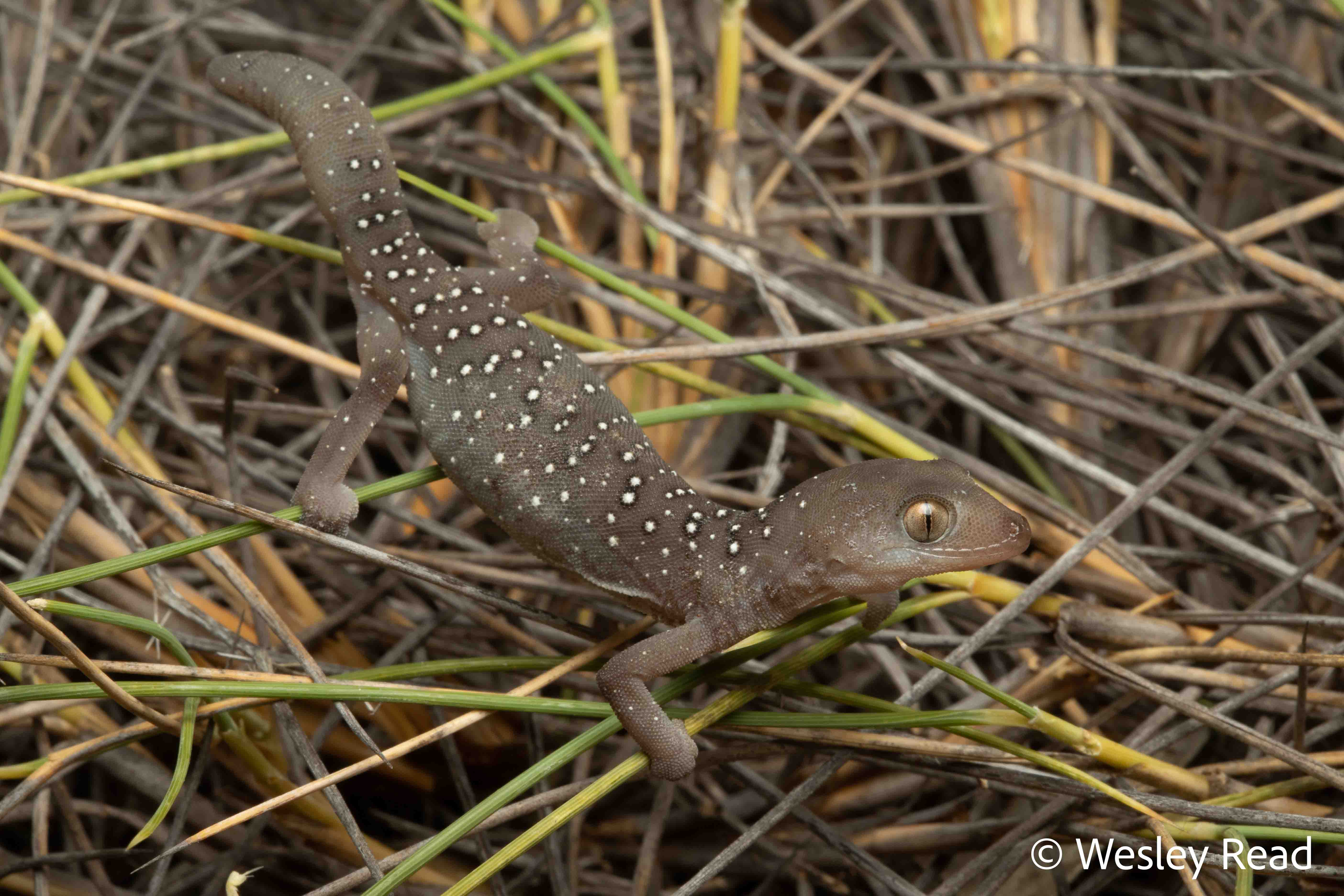 Strophurus elderi