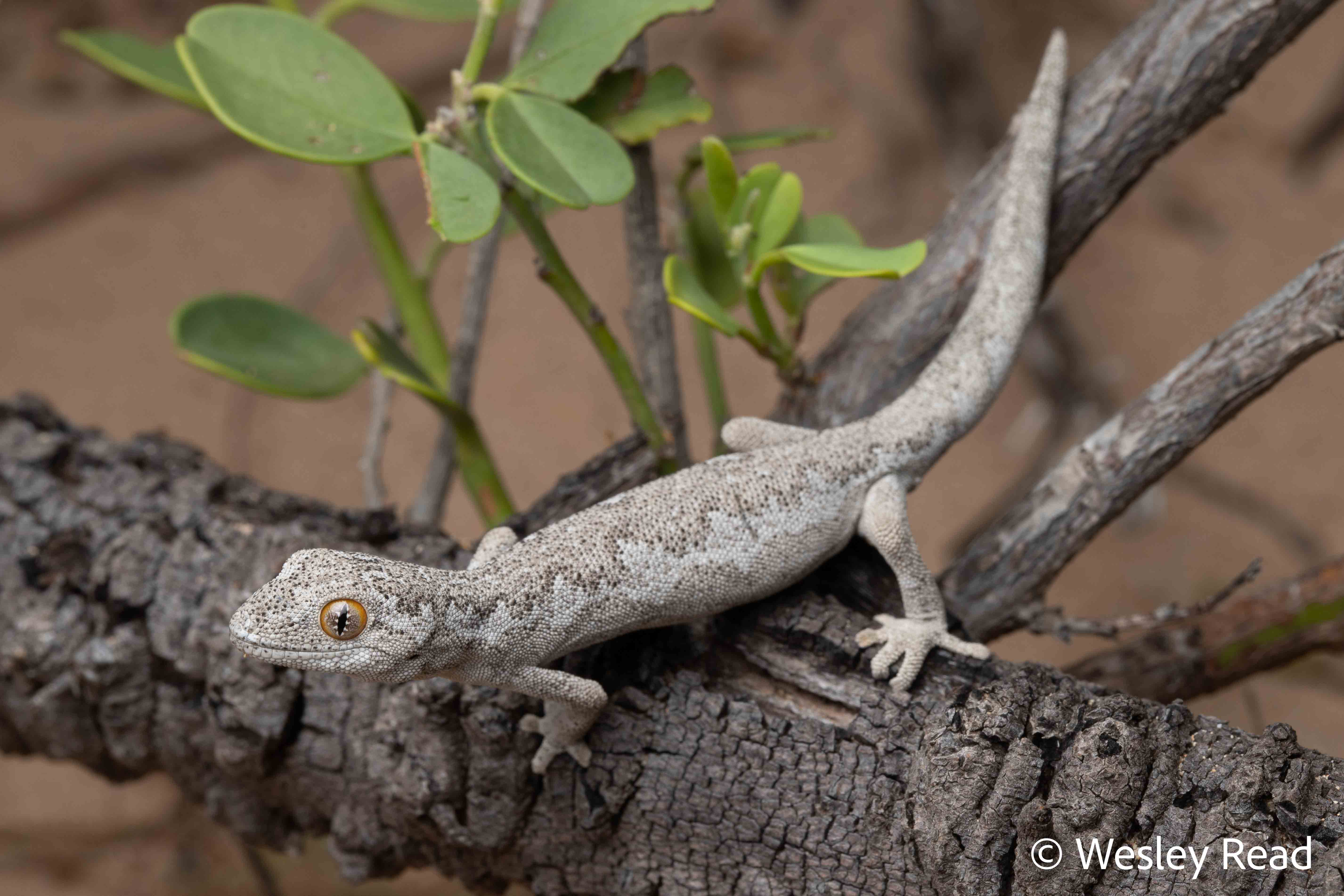 Strophurus rankini