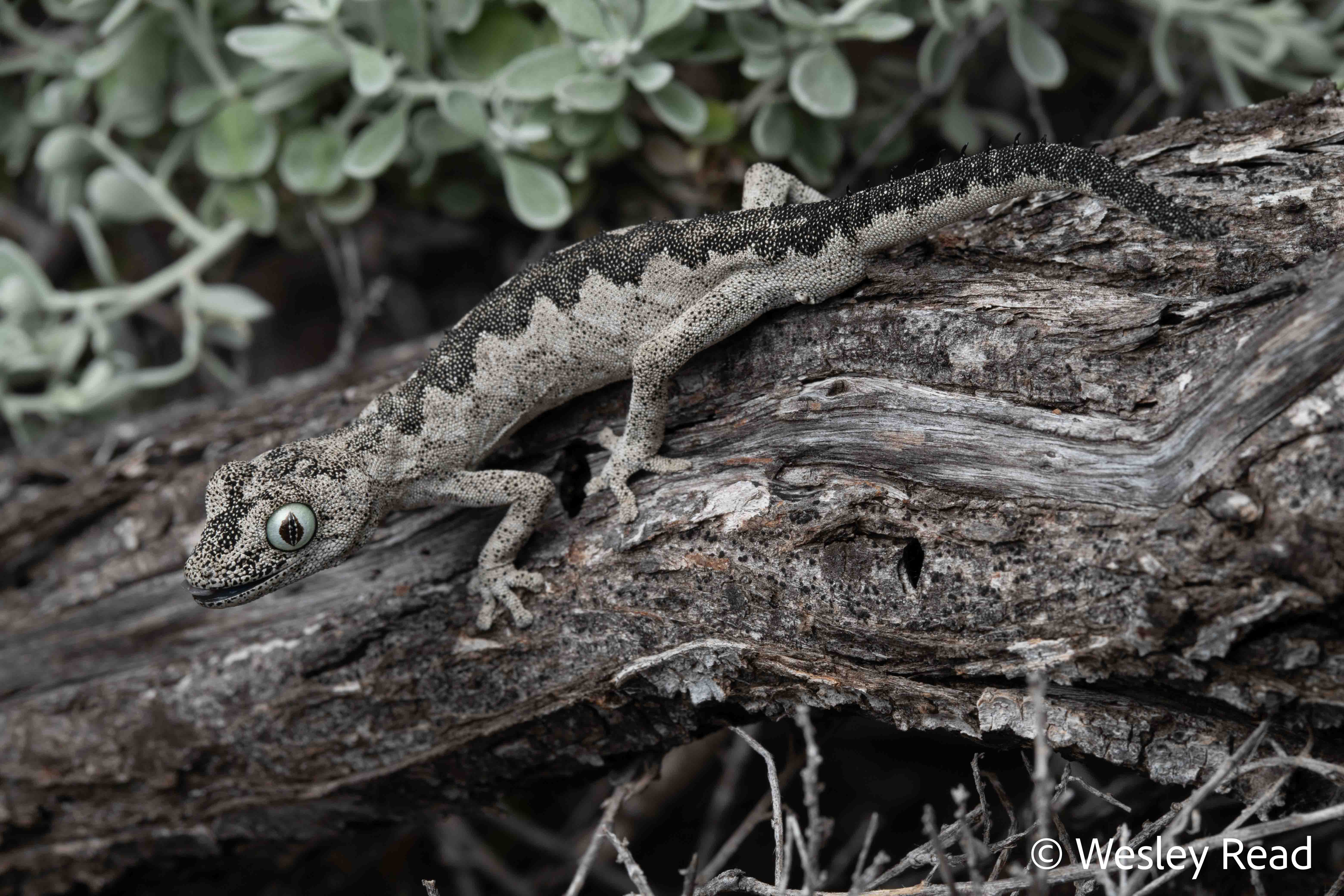 Strophurus spinigerus