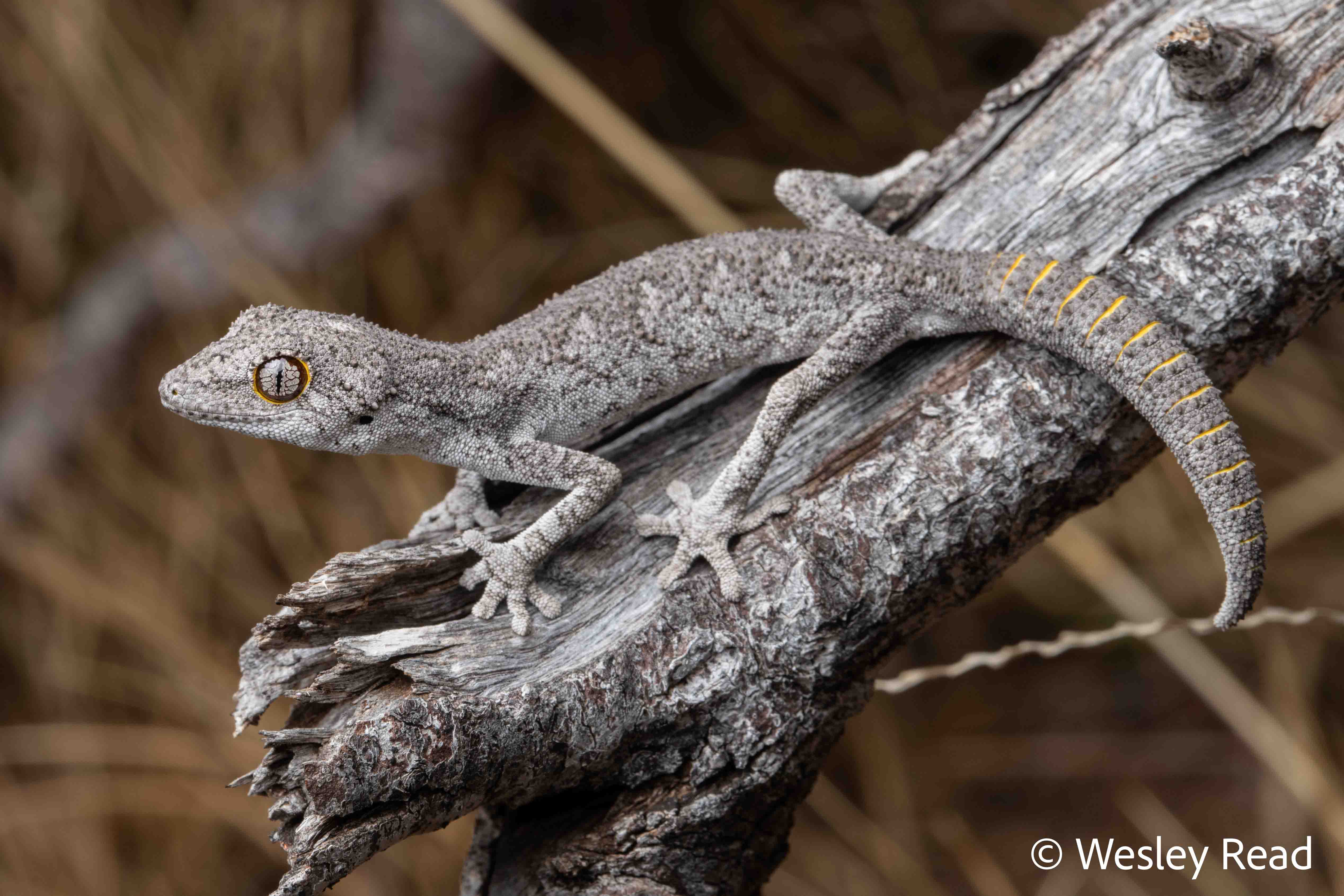 Strophurus strophurus