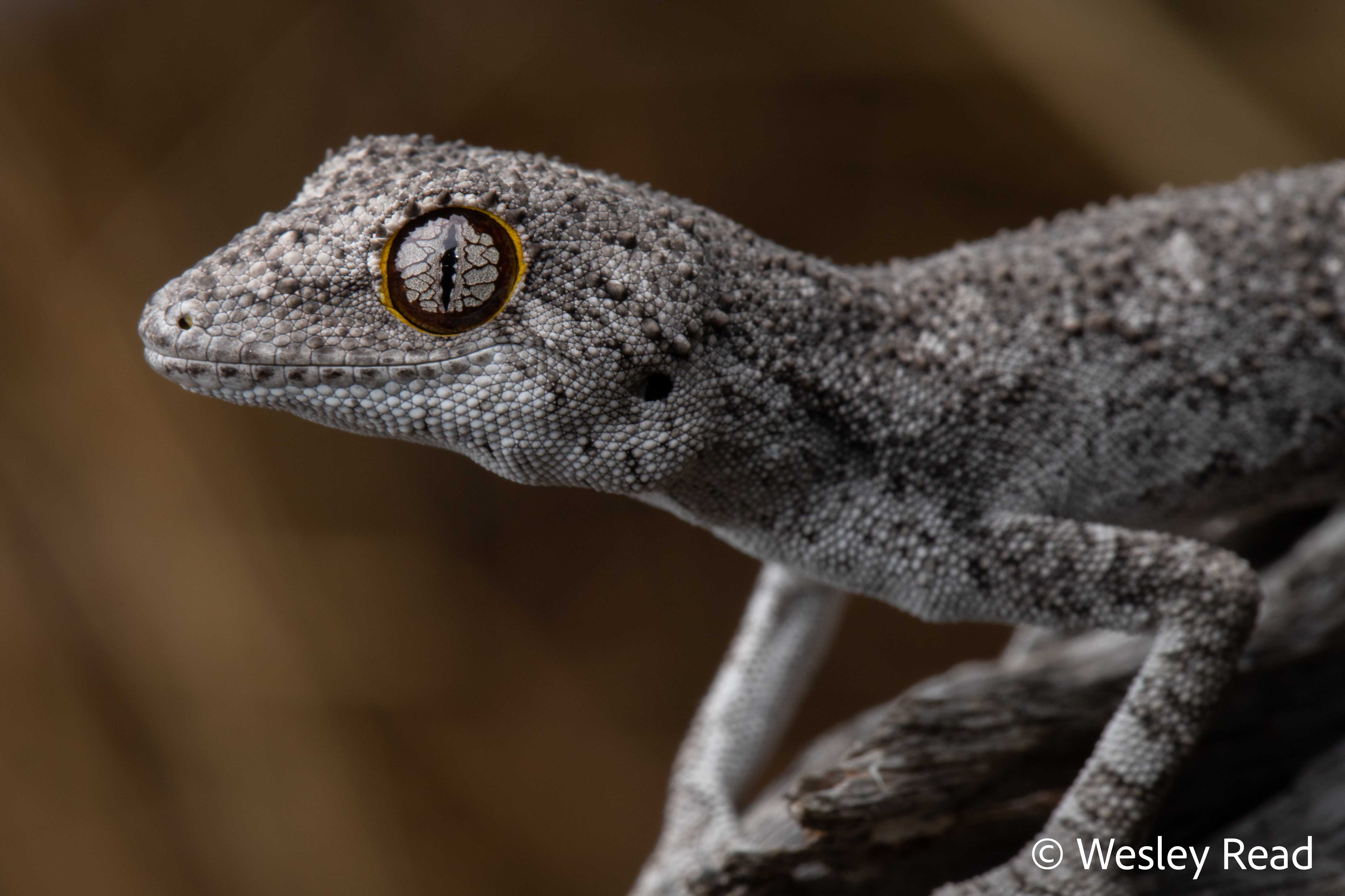 Strophurus strophurus